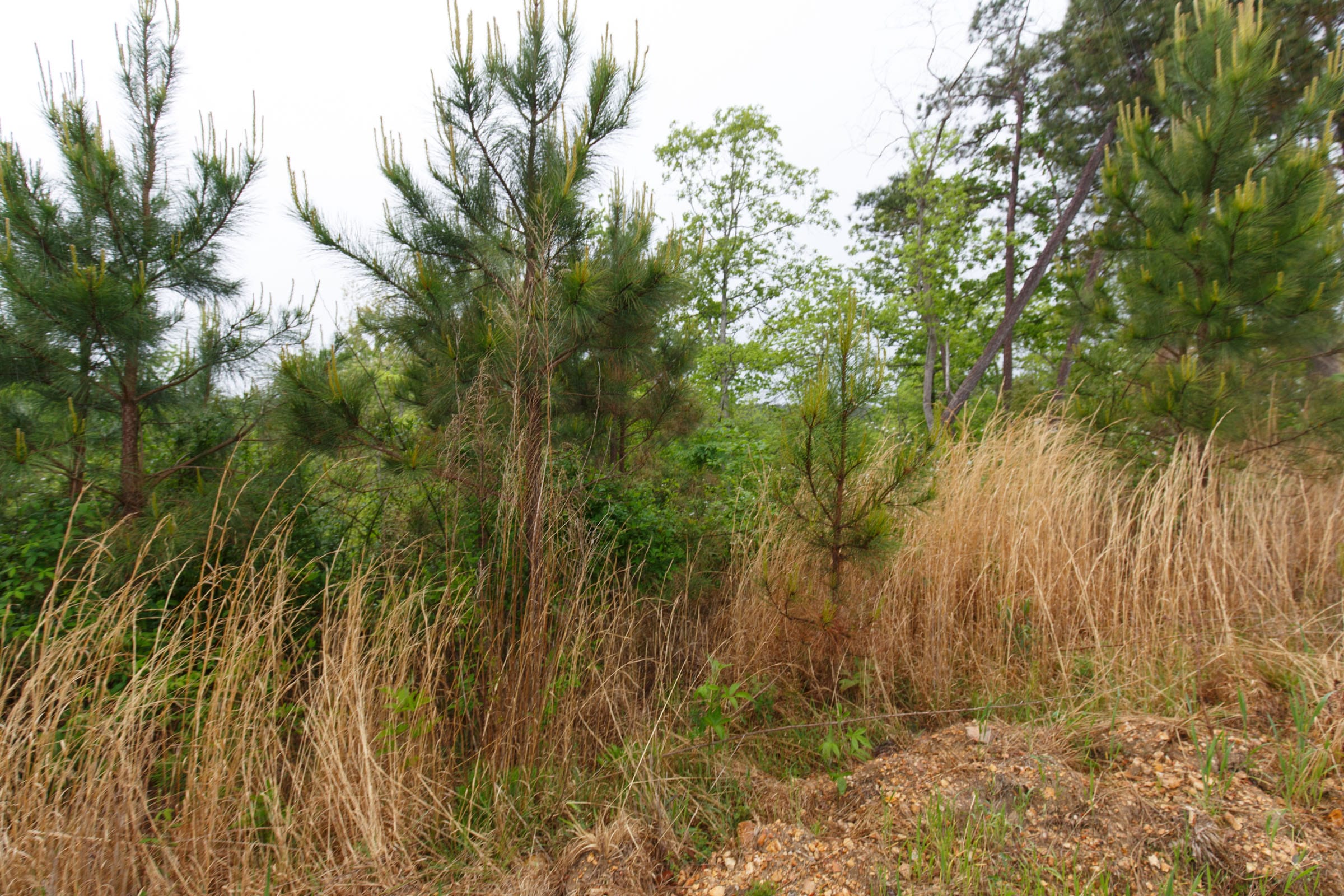 Red Barn Ranch Tract 36 photo 6