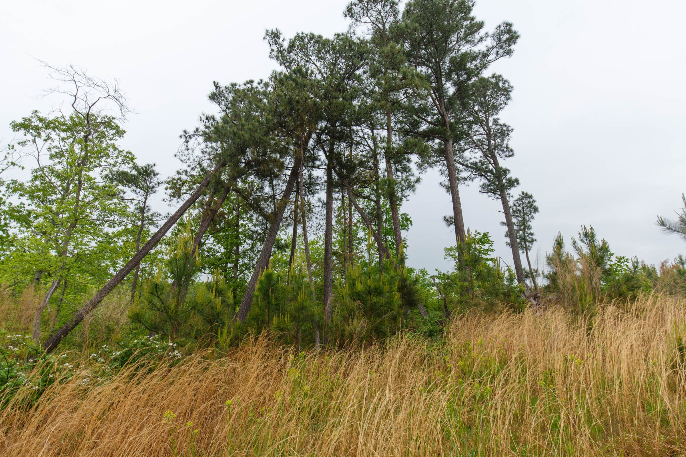 Red Barn Ranch Tract 36 photo 7
