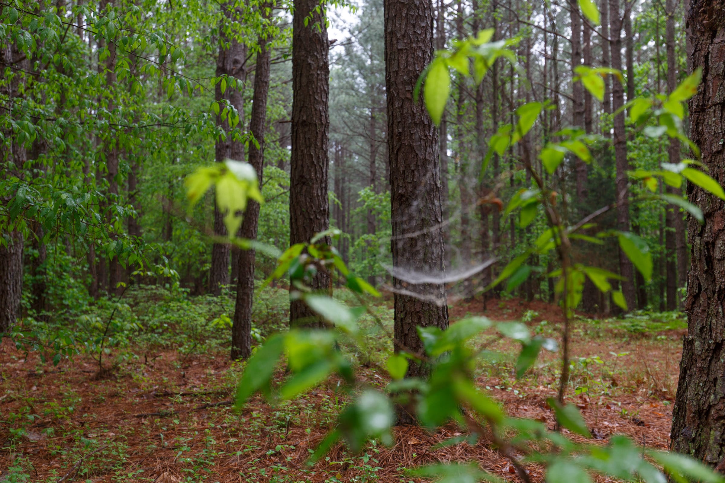 Red Barn Ranch Tract 36 photo 10
