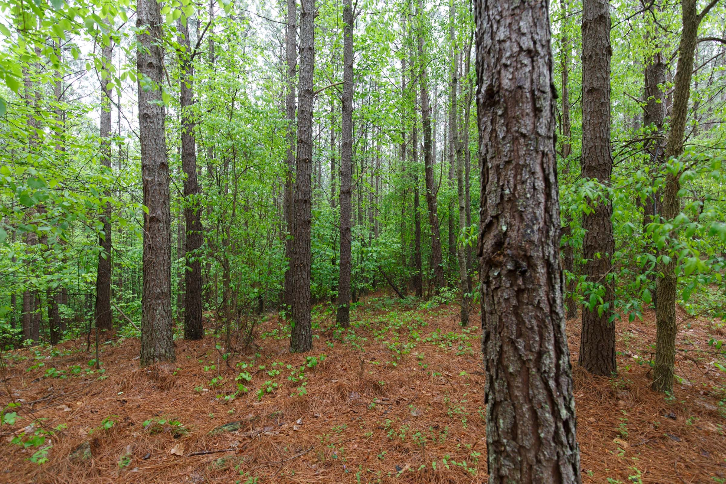 Red Barn Ranch Tract 36 photo 11
