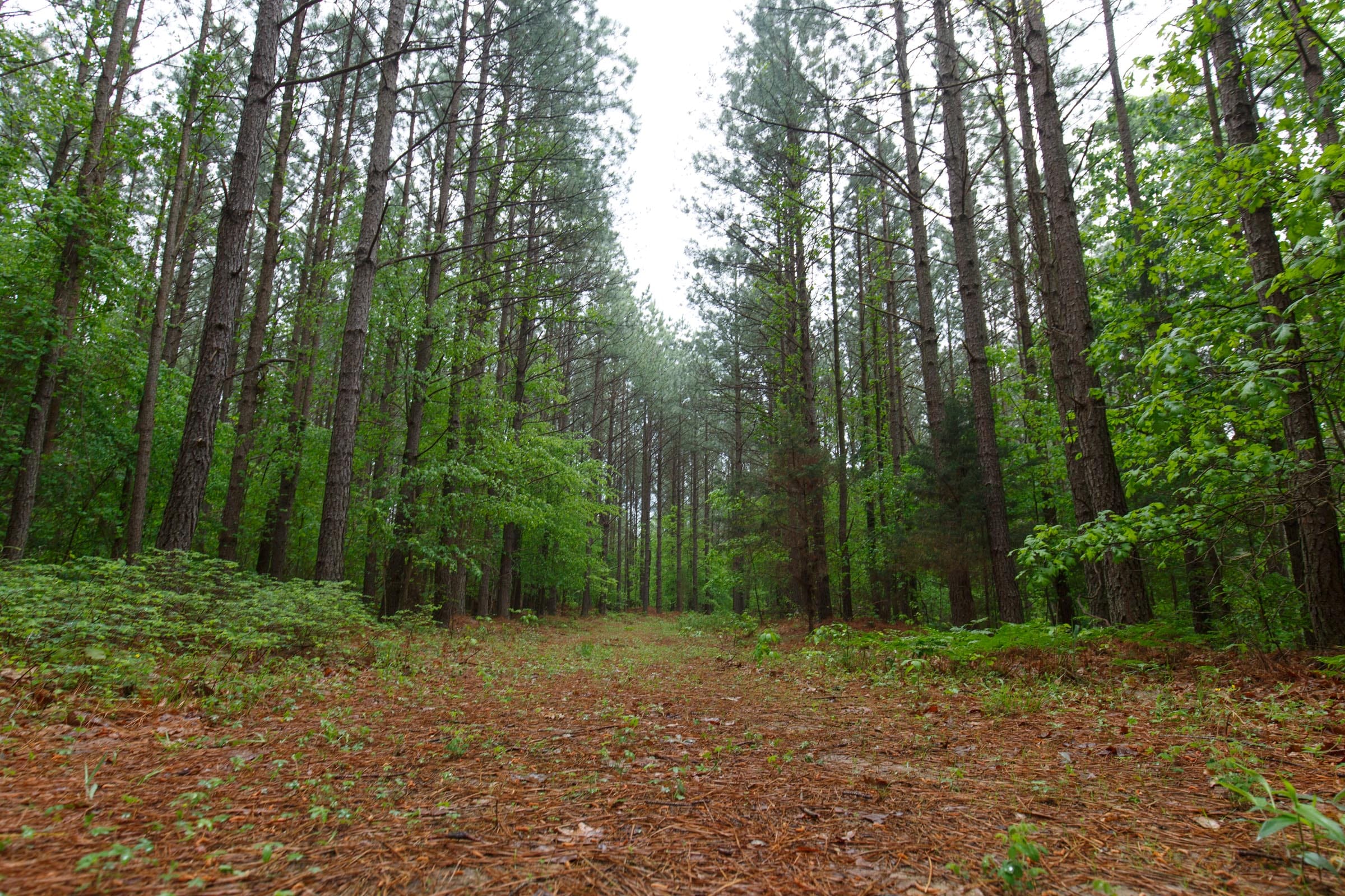 Red Barn Ranch Tract 36 photo 13