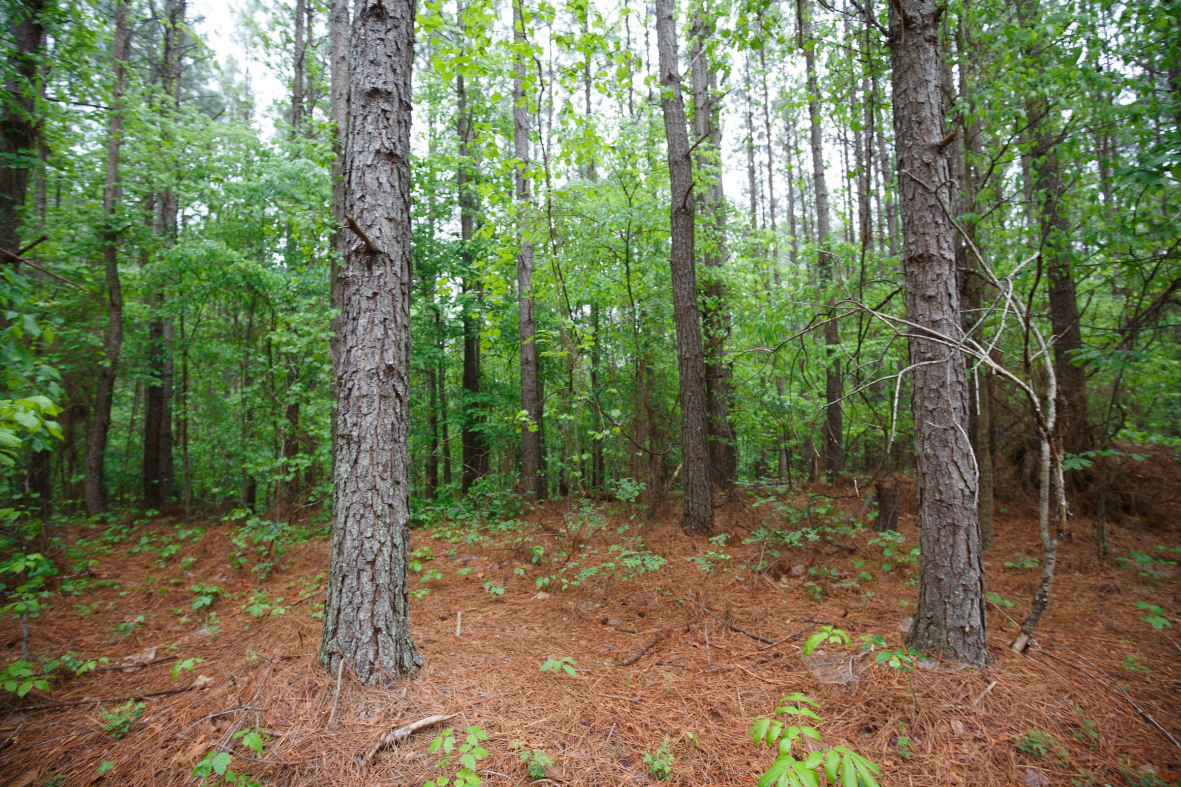 Red Barn Ranch Tract 36 photo 14