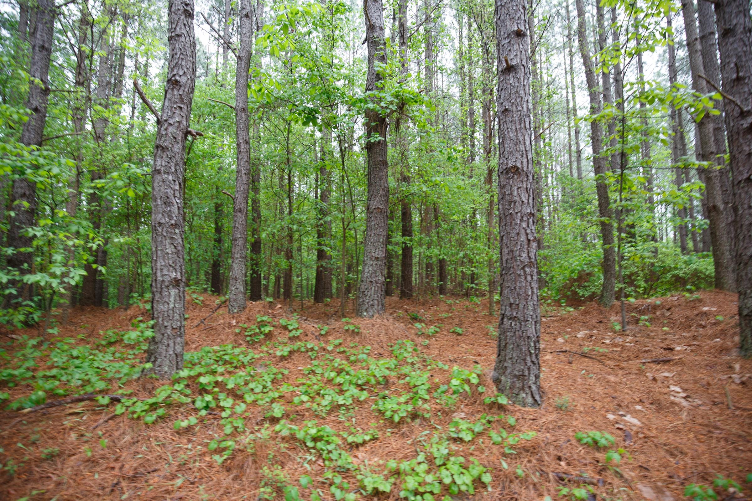 Red Barn Ranch Tract 36 photo 15