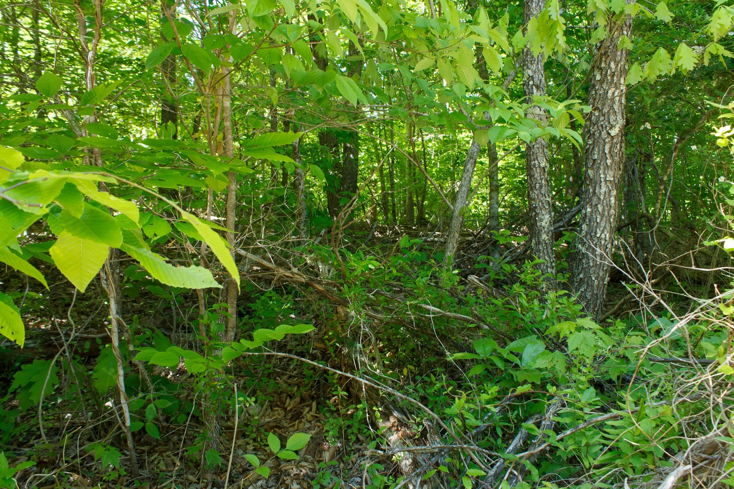 Riverbend Tract 10 photo 4