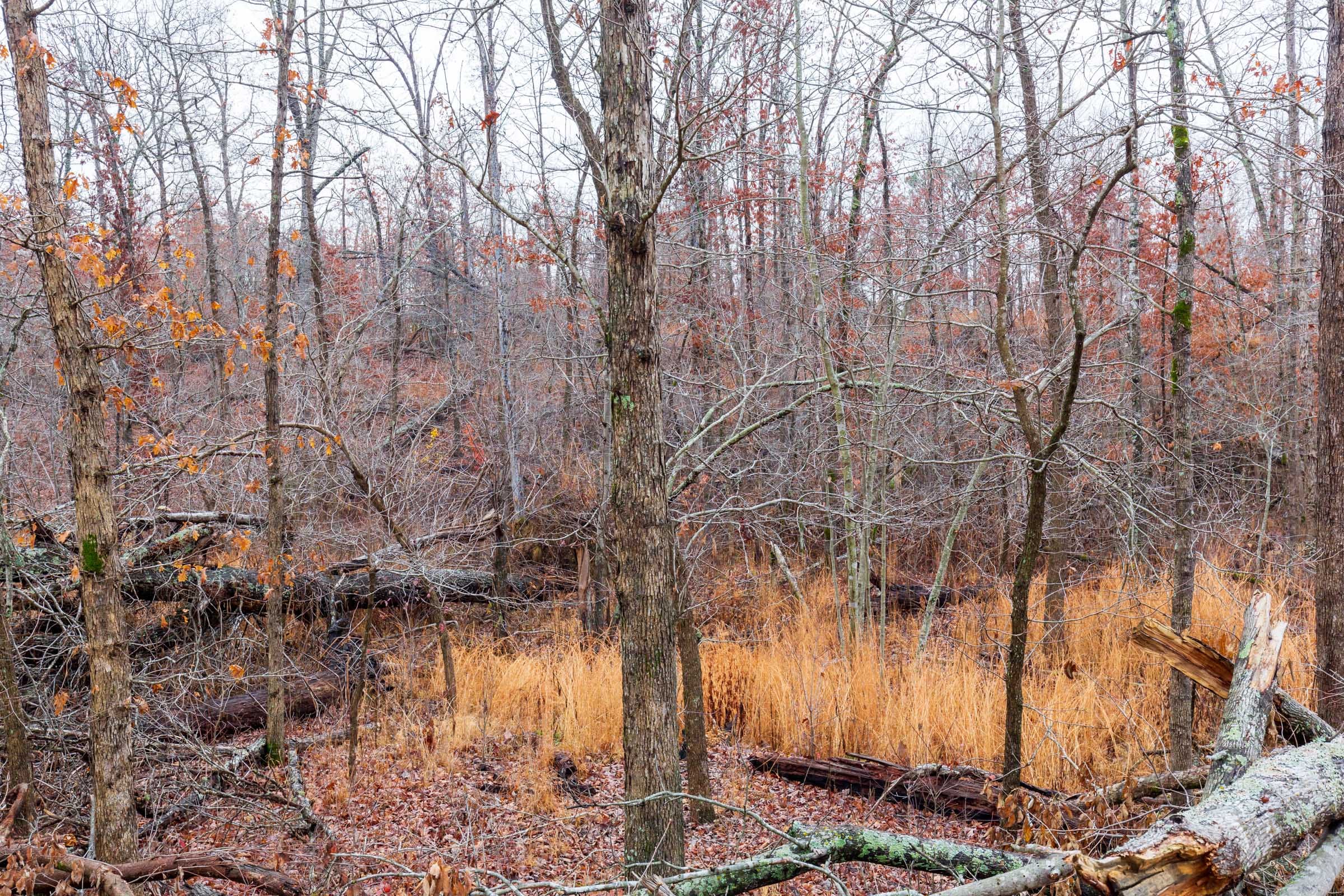 Carter’s Crossing Tract 8 photo 3
