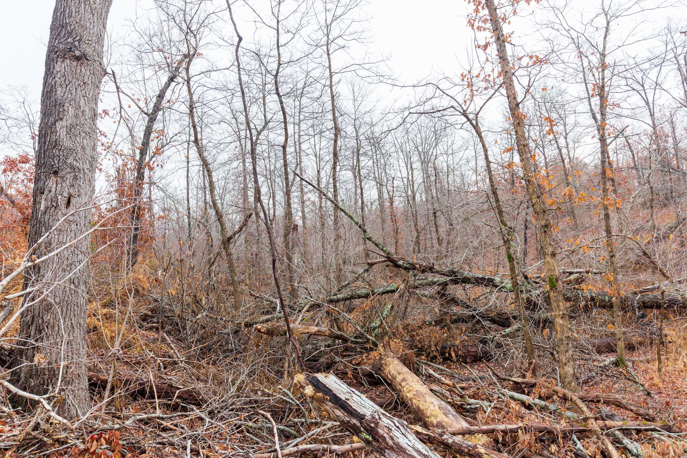 Carter’s Crossing Tract 8 photo 4