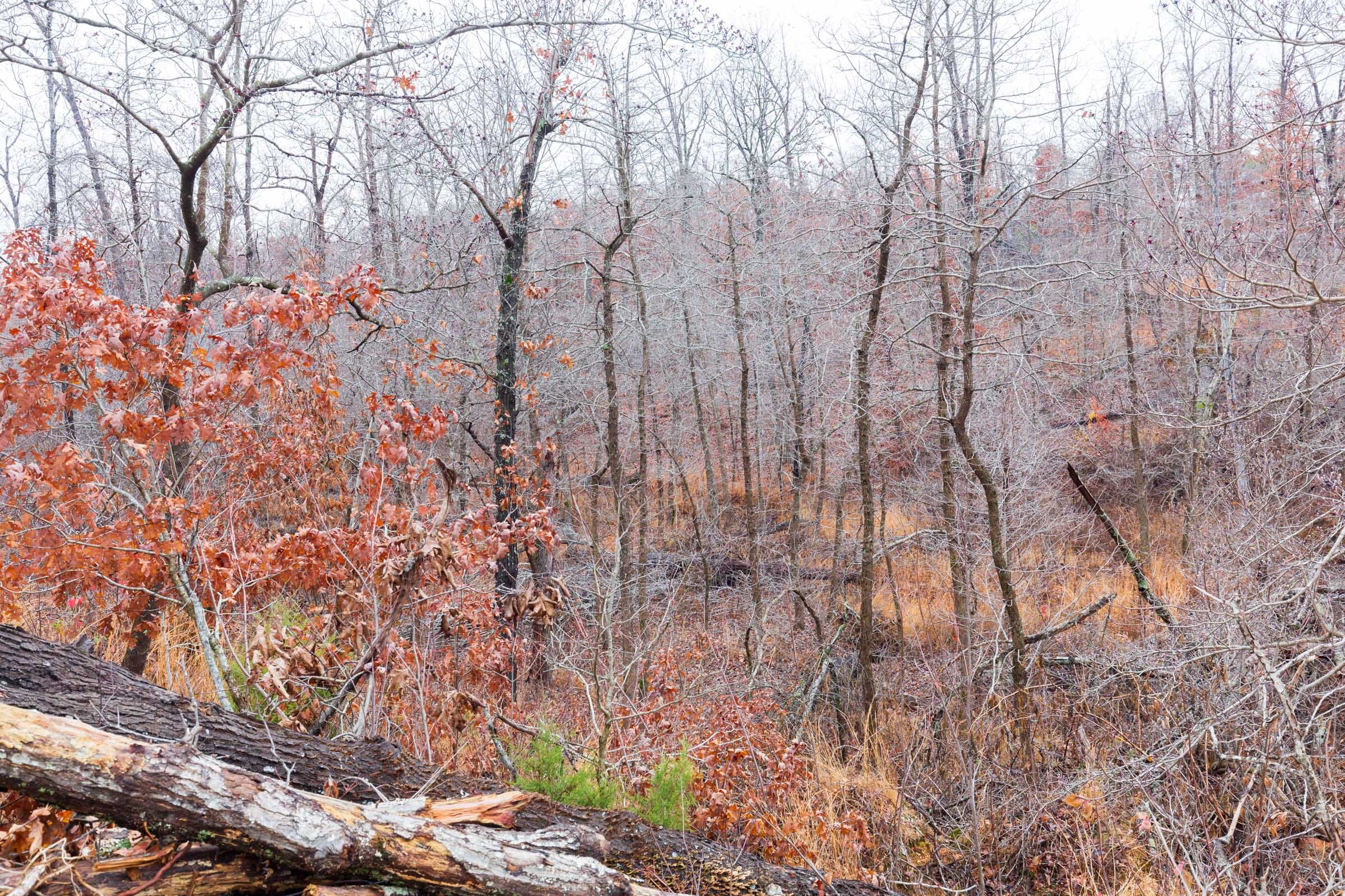Carter’s Crossing Tract 8 photo 5