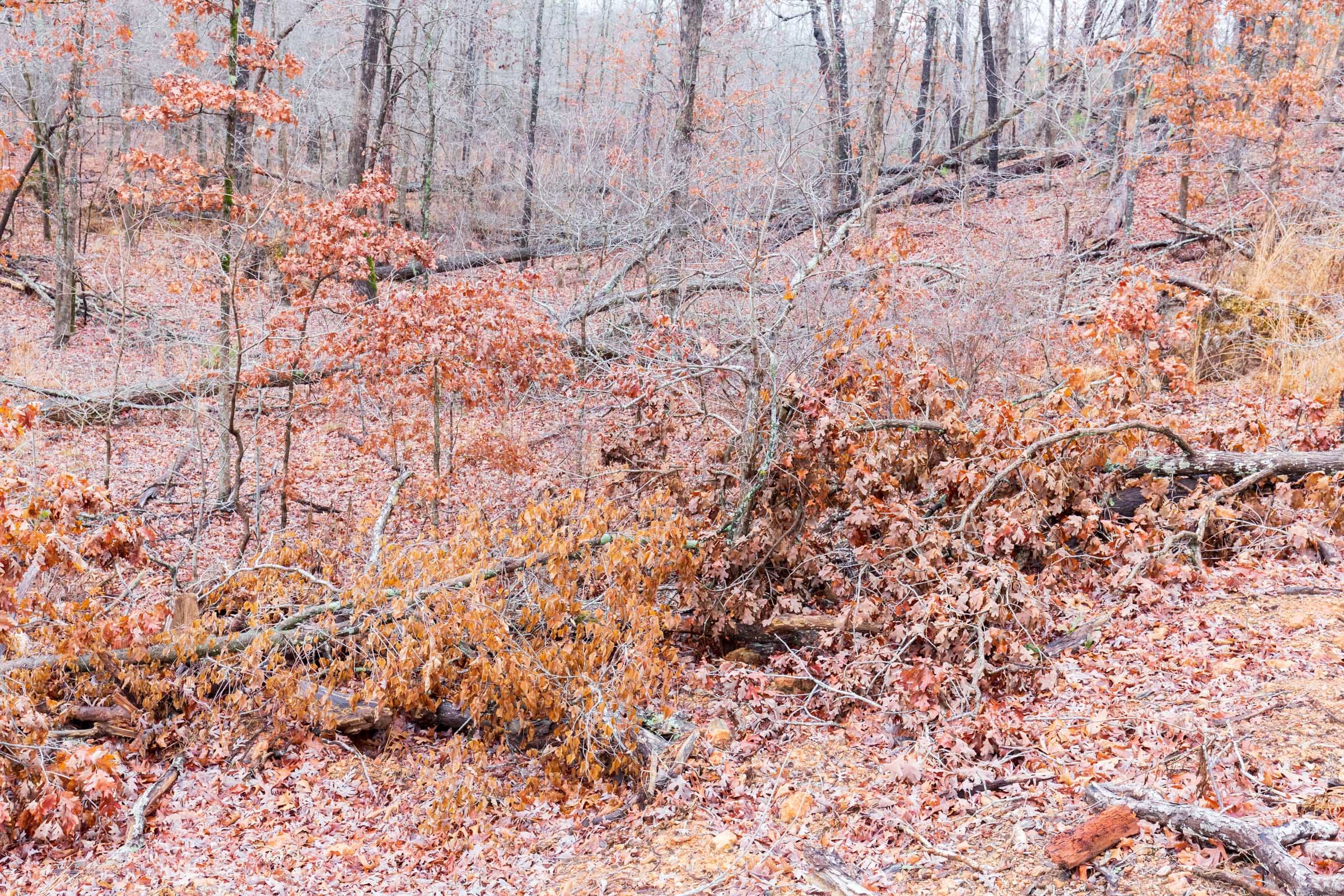 Carter’s Crossing Tract 8 photo 6