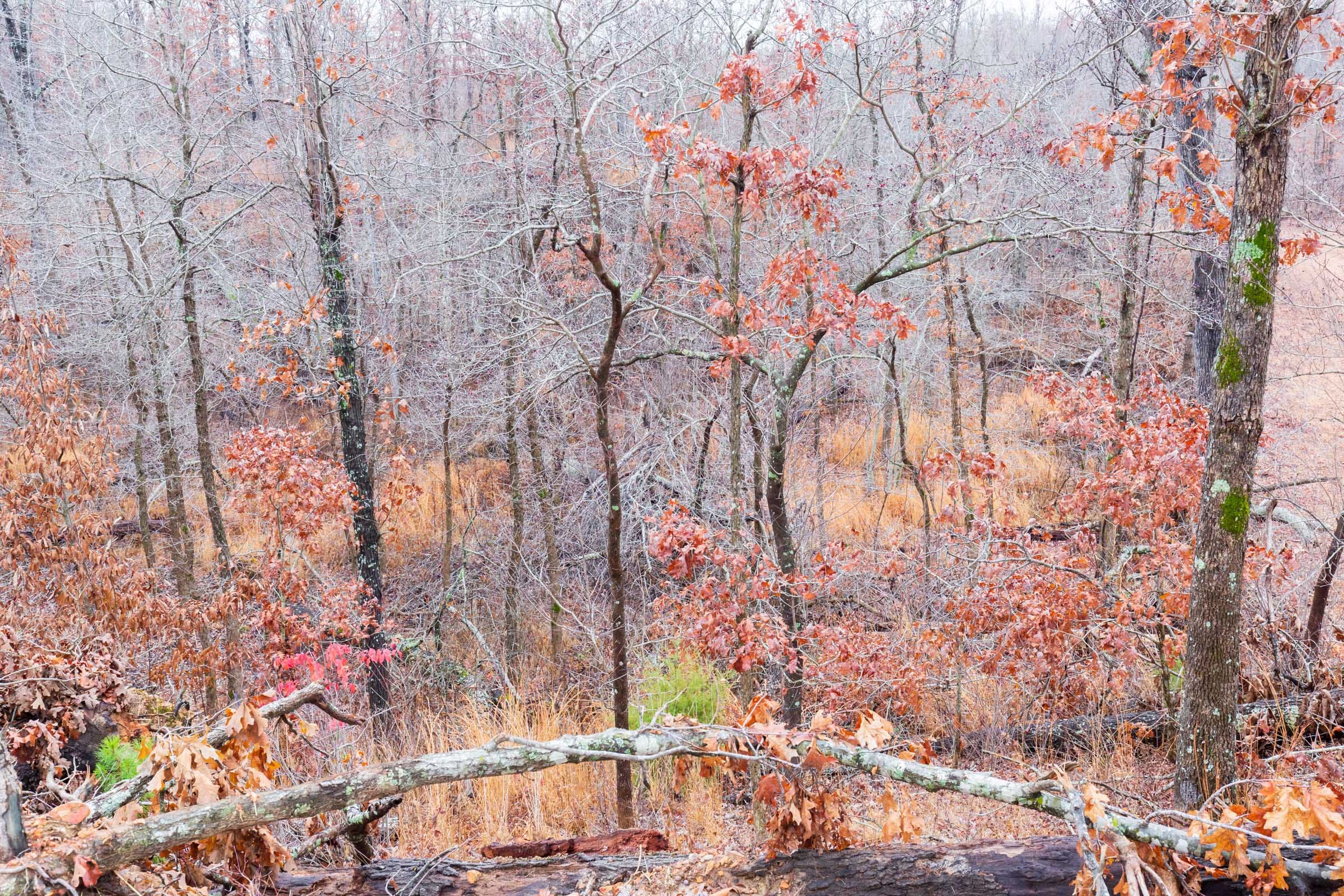 Carter’s Crossing Tract 8 photo 8