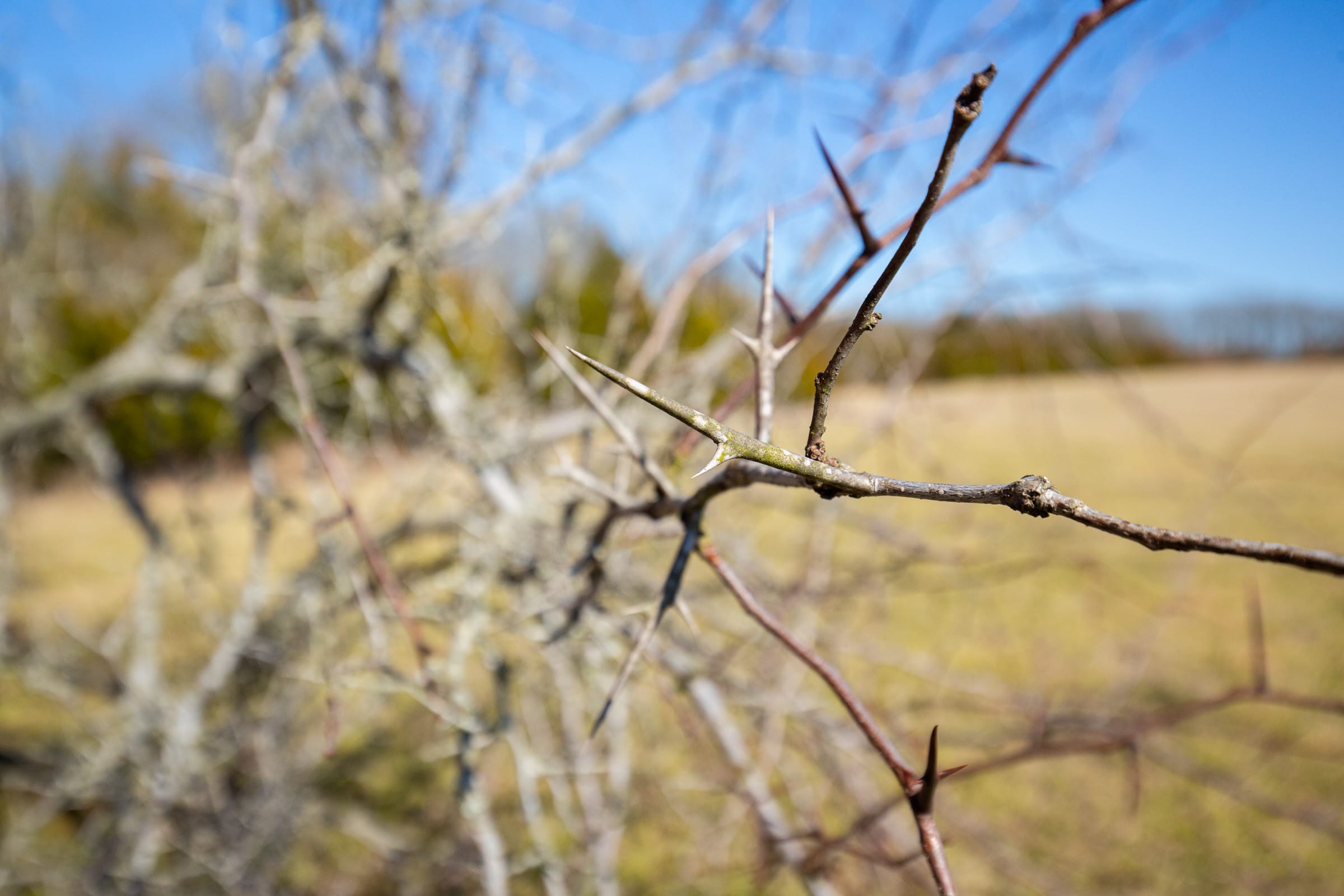 Wishing Star Ranch Tract 85 photo 3