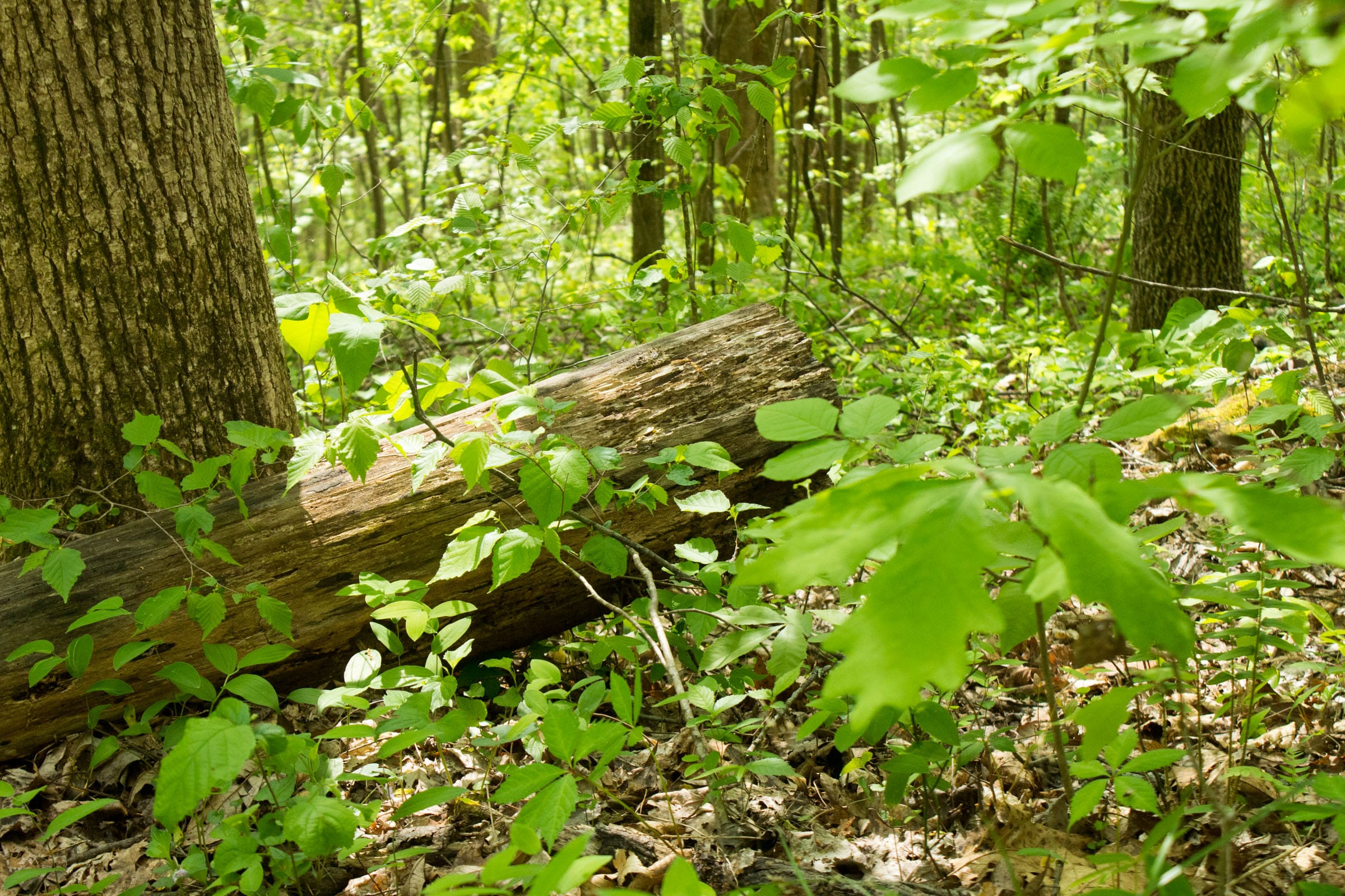 Trails End Tract 21 photo 13