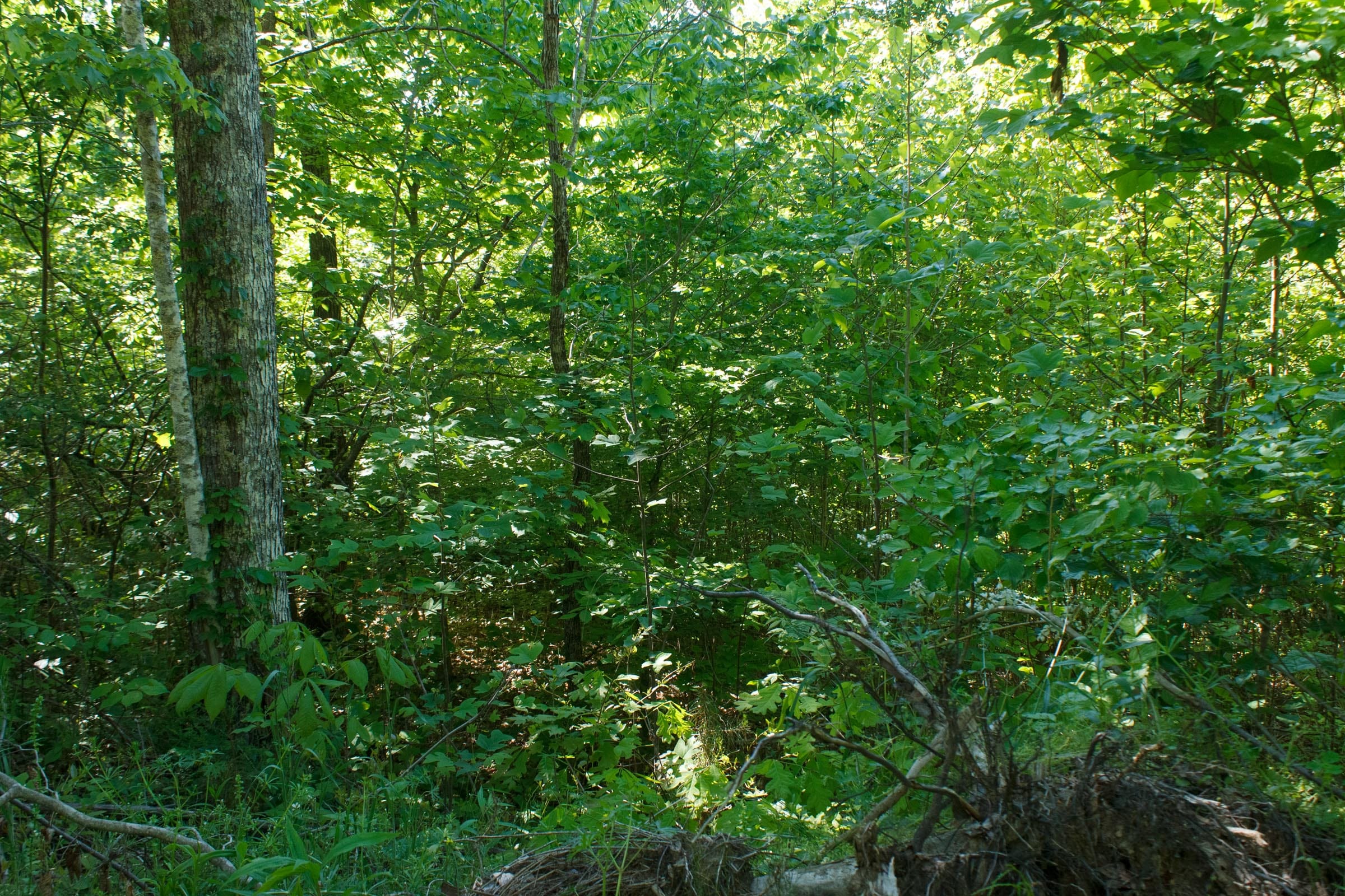 Riverbend Tract 8 photo 2