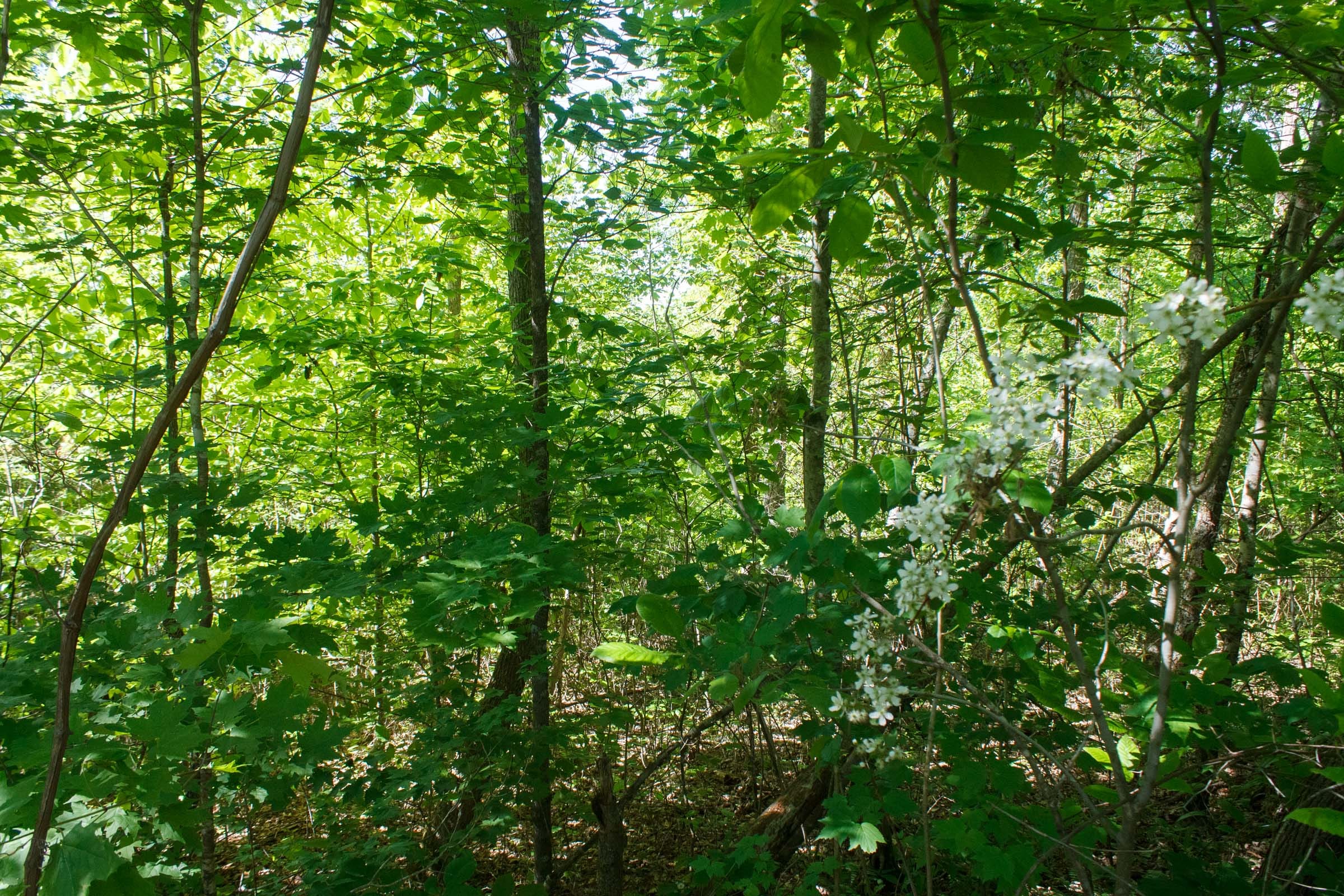 Riverbend Tract 8 photo 3
