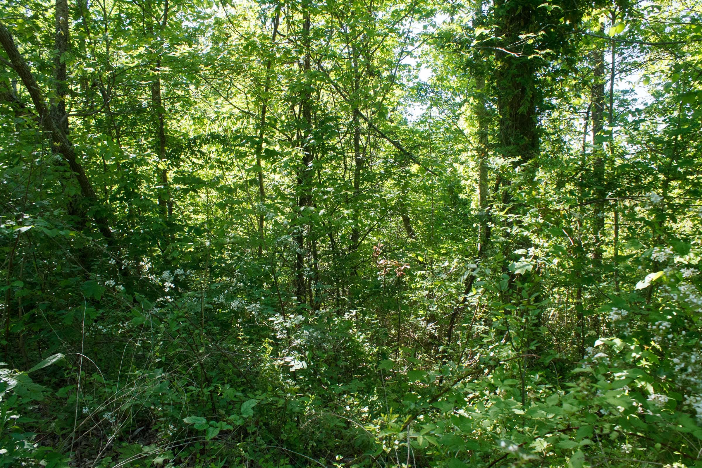Riverbend Tract 8 photo 4