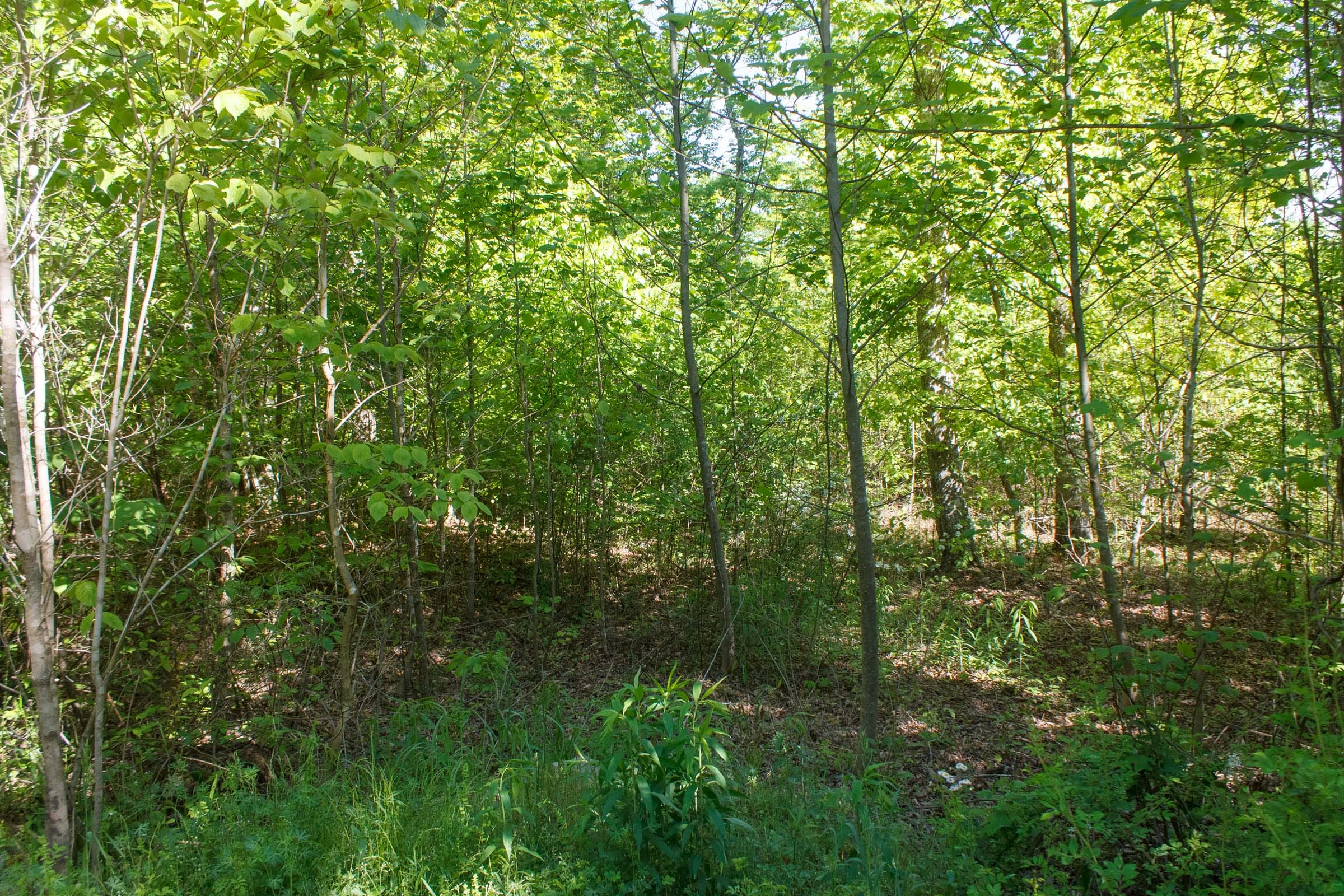 Riverbend Tract 8 photo 5