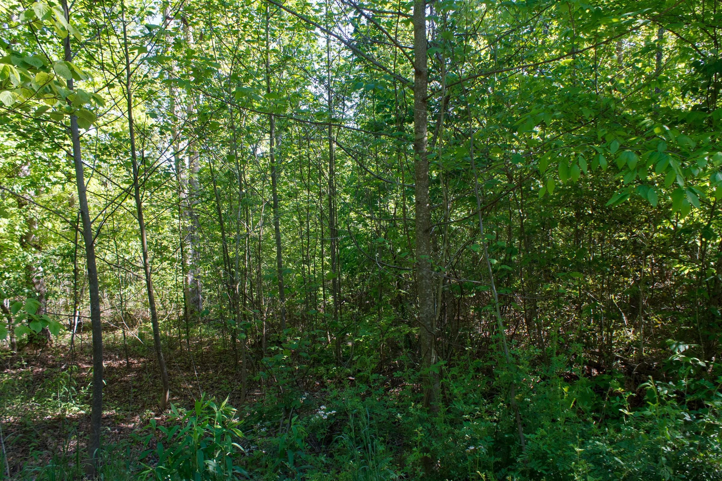 Riverbend Tract 8 photo 6