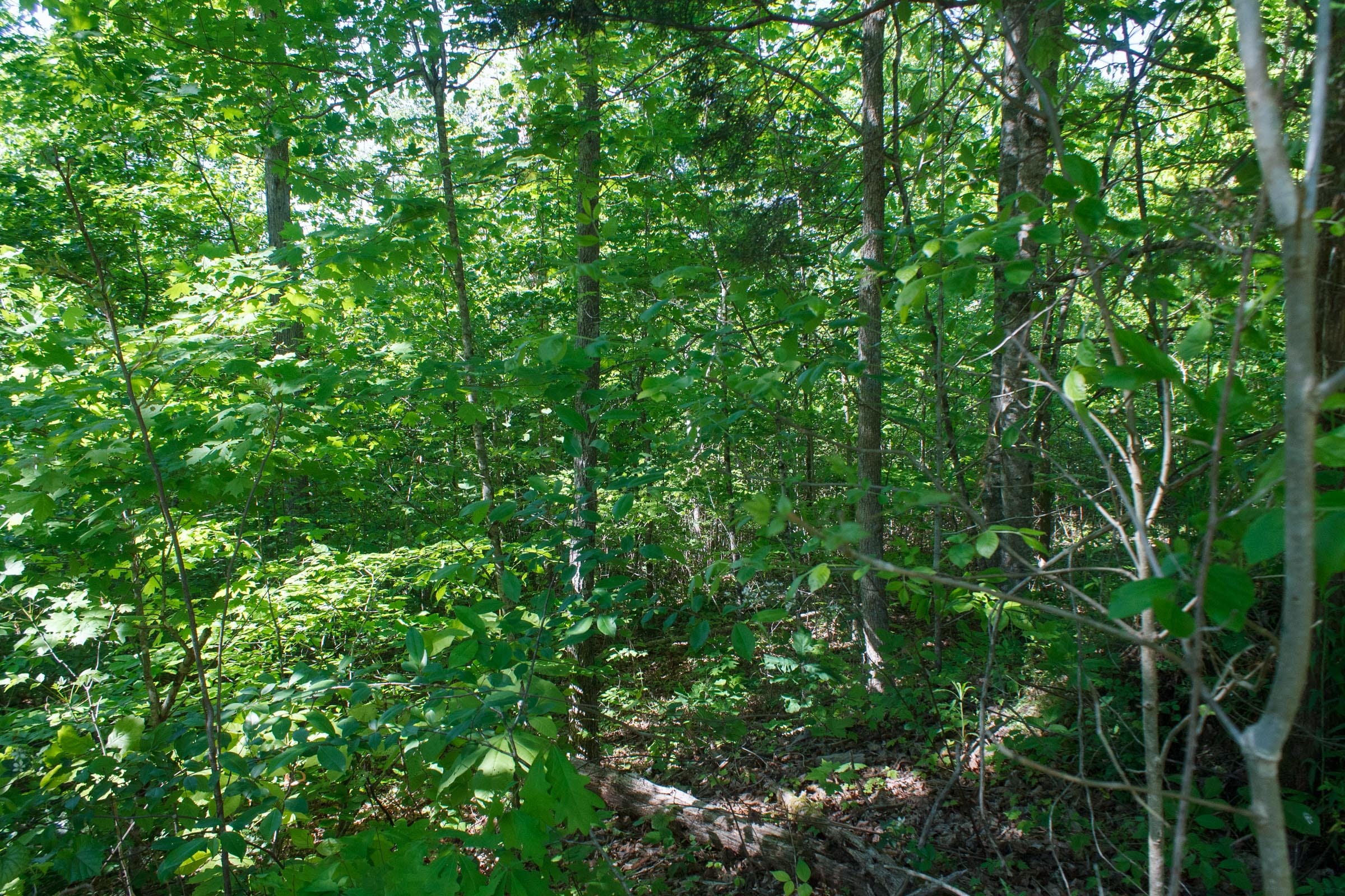 Riverbend Tract 8 photo 7