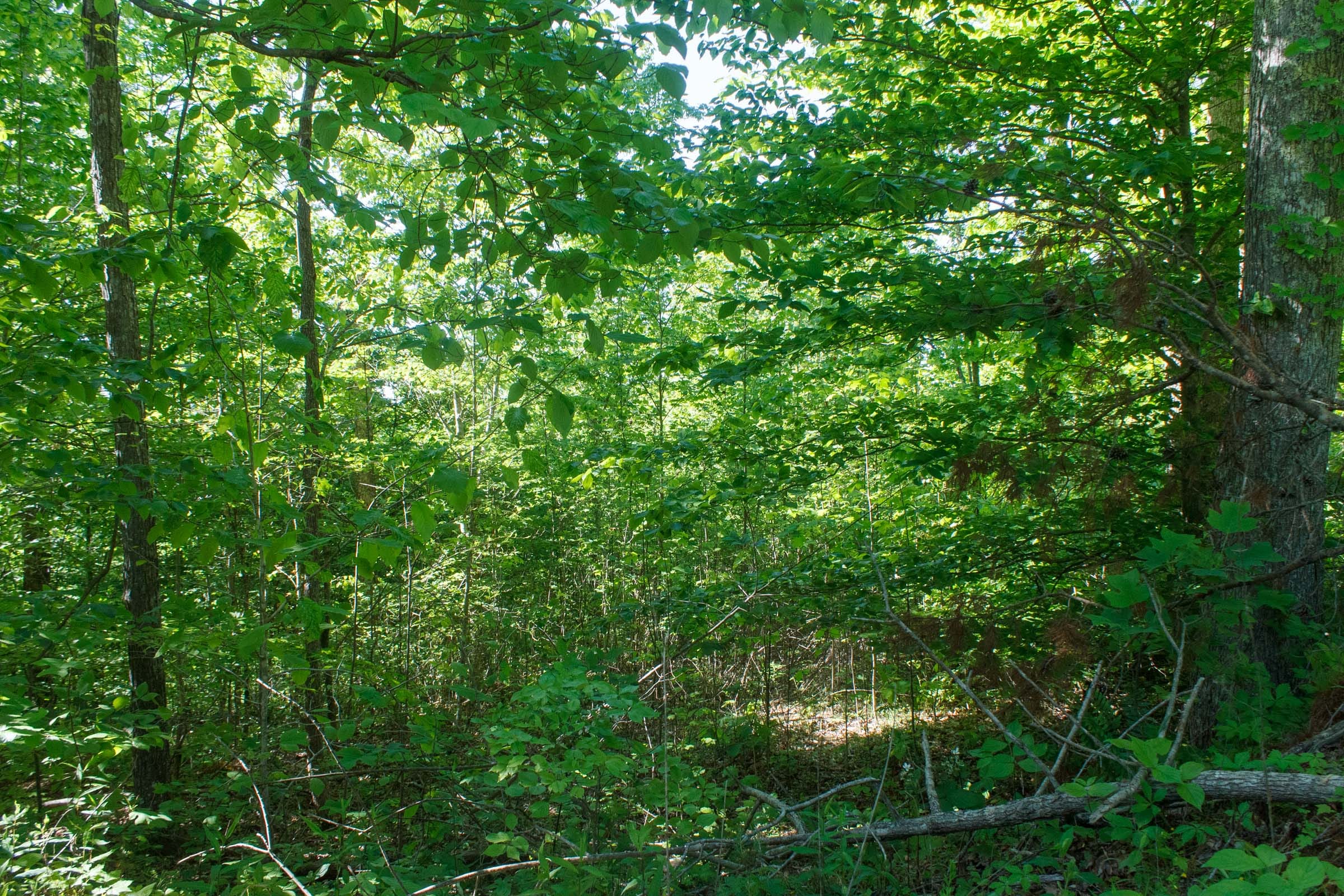 Riverbend Tract 8 photo 10