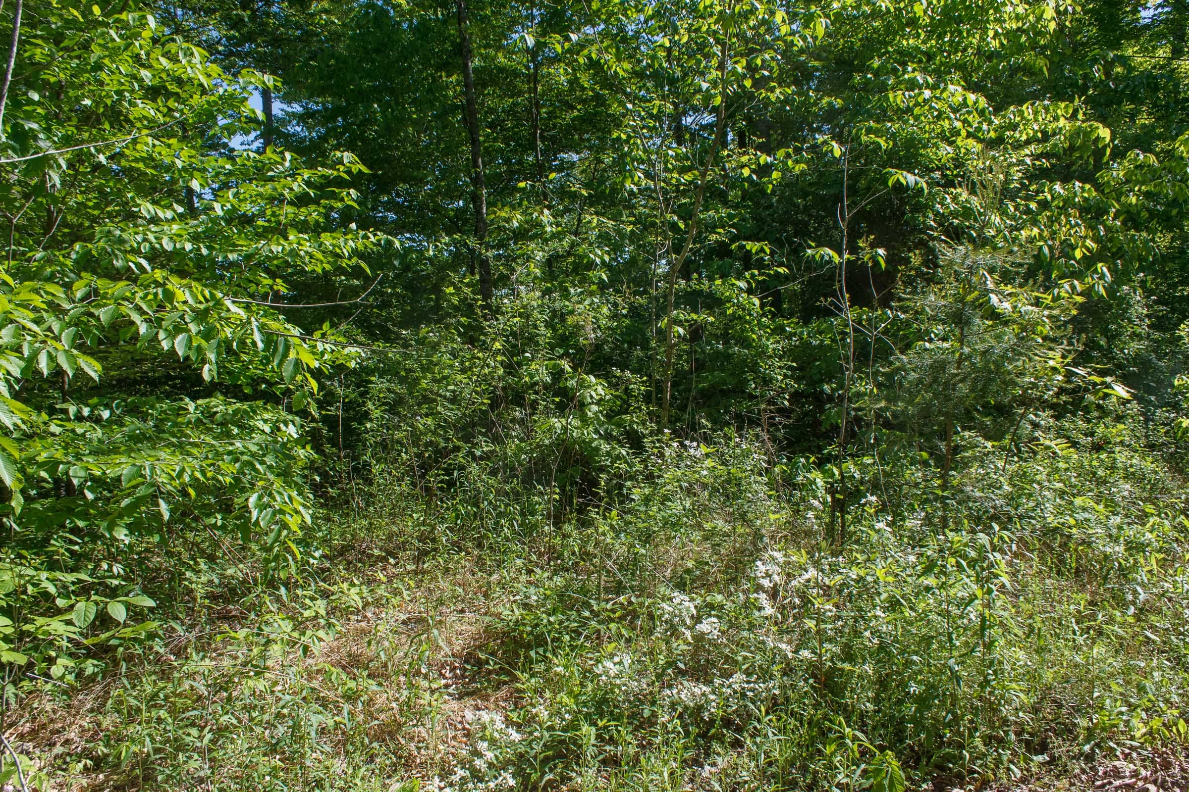 Riverbend Tract 8 photo 11