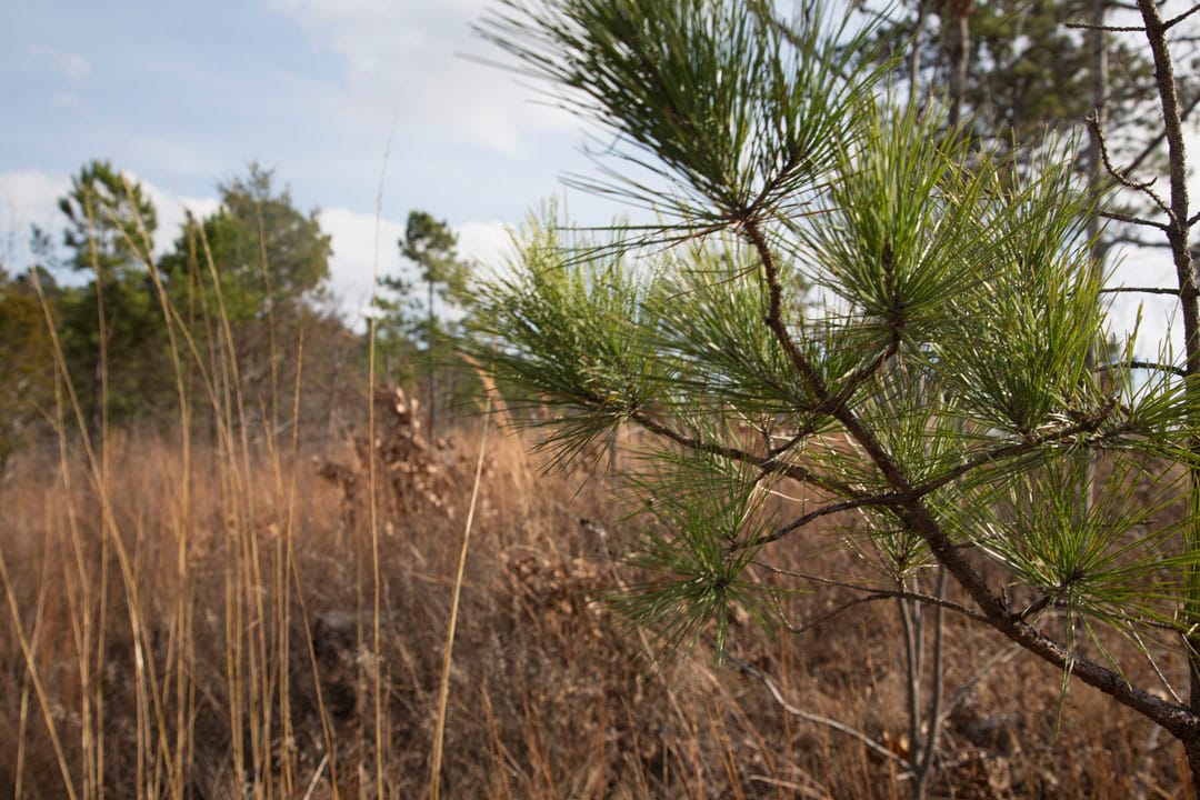 Stone Creek Phase III Tract 70 photo 8
