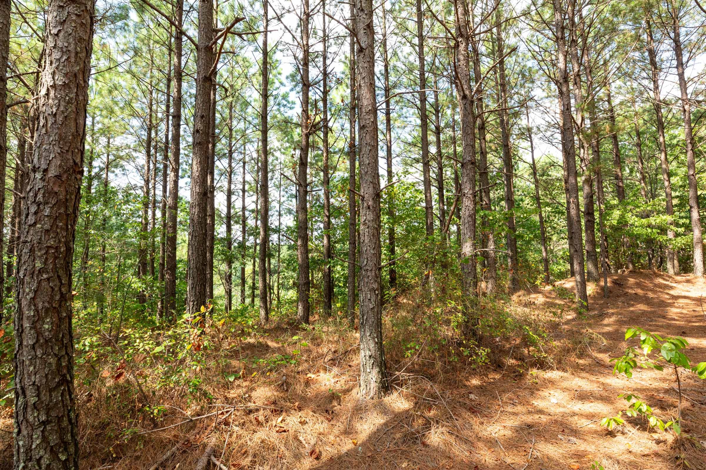 Harvest Ridge Tract 9 photo 2