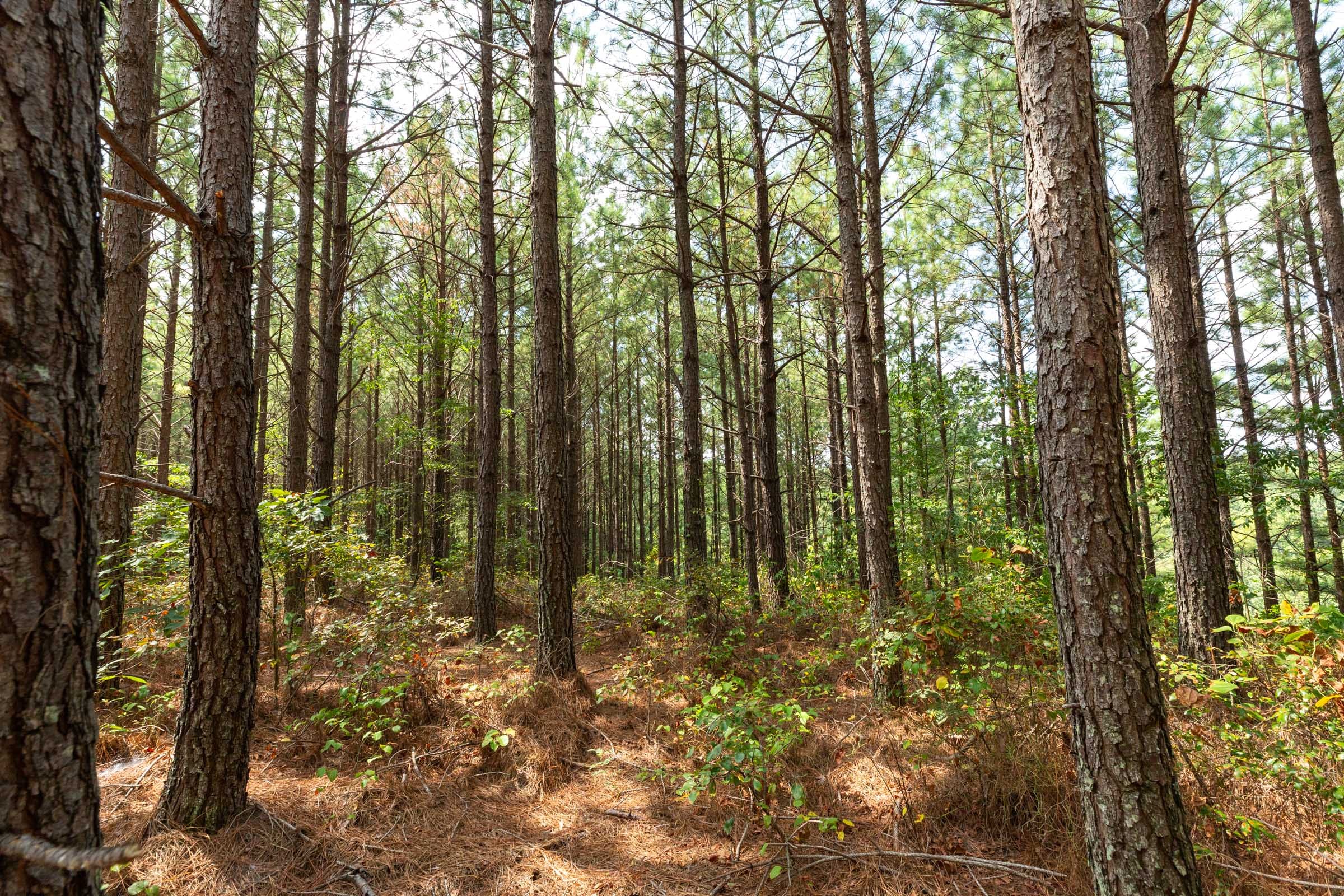 Harvest Ridge Tract 9 photo 5