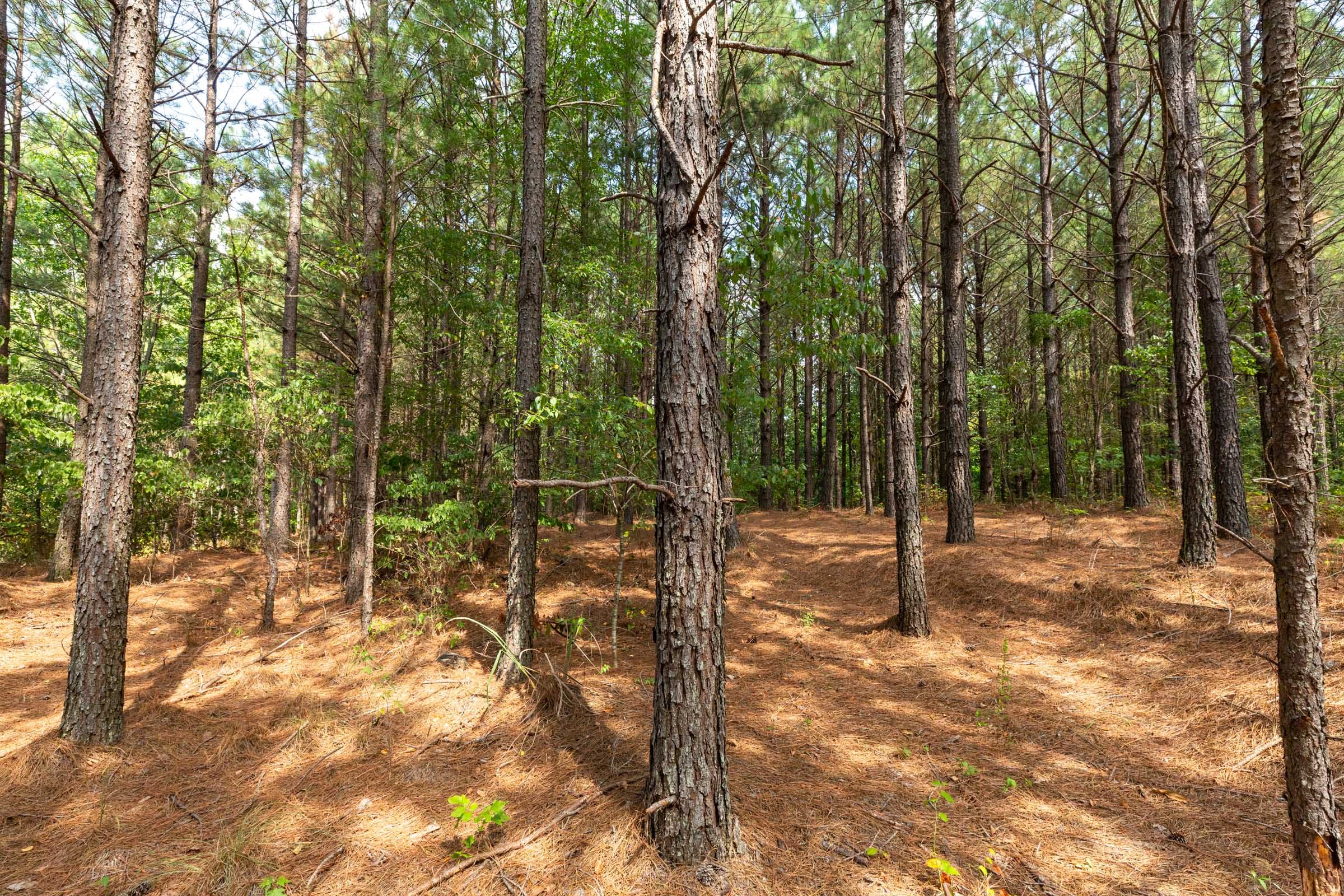 Harvest Ridge Tract 9 photo 3