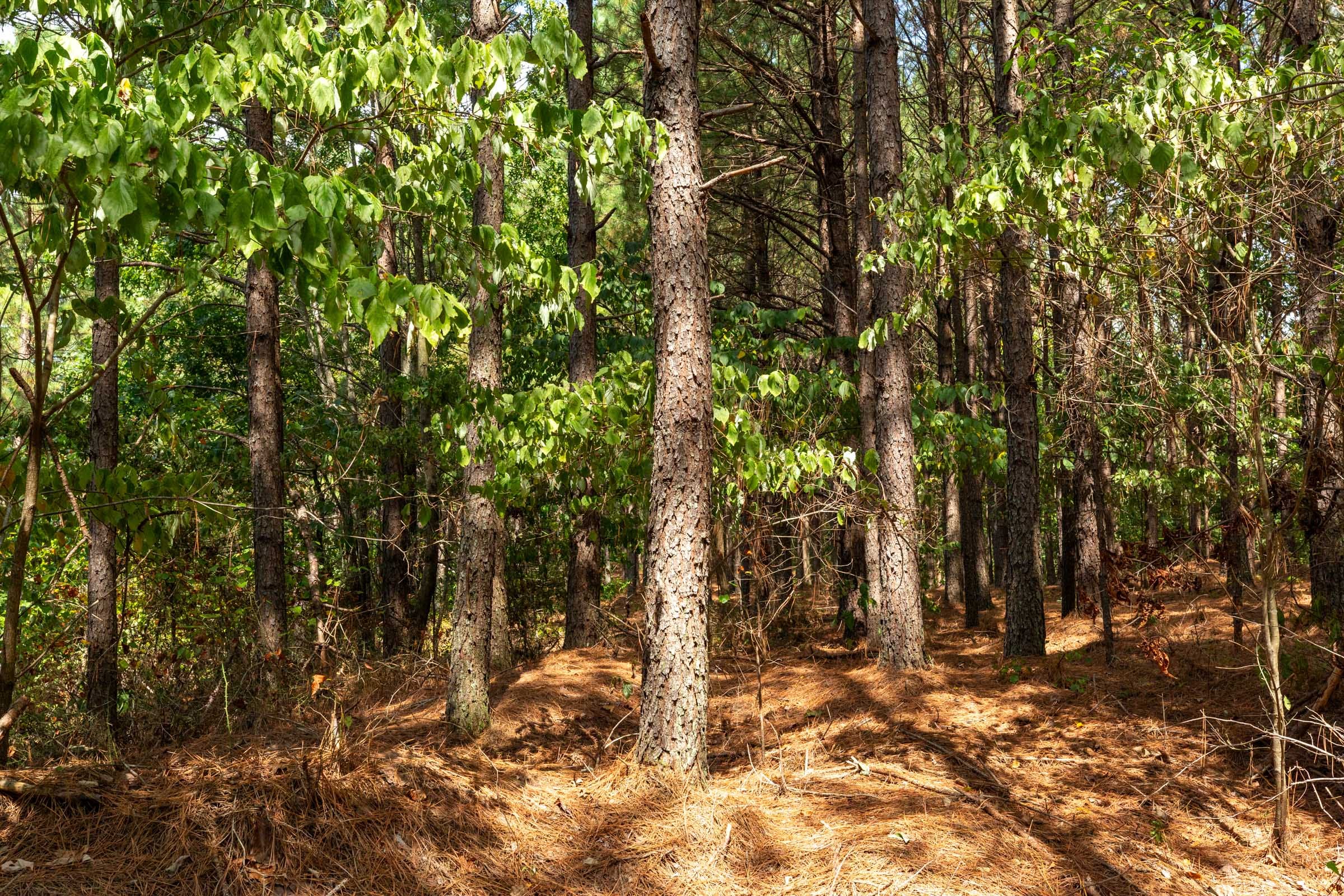 Harvest Ridge Tract 9 photo 7
