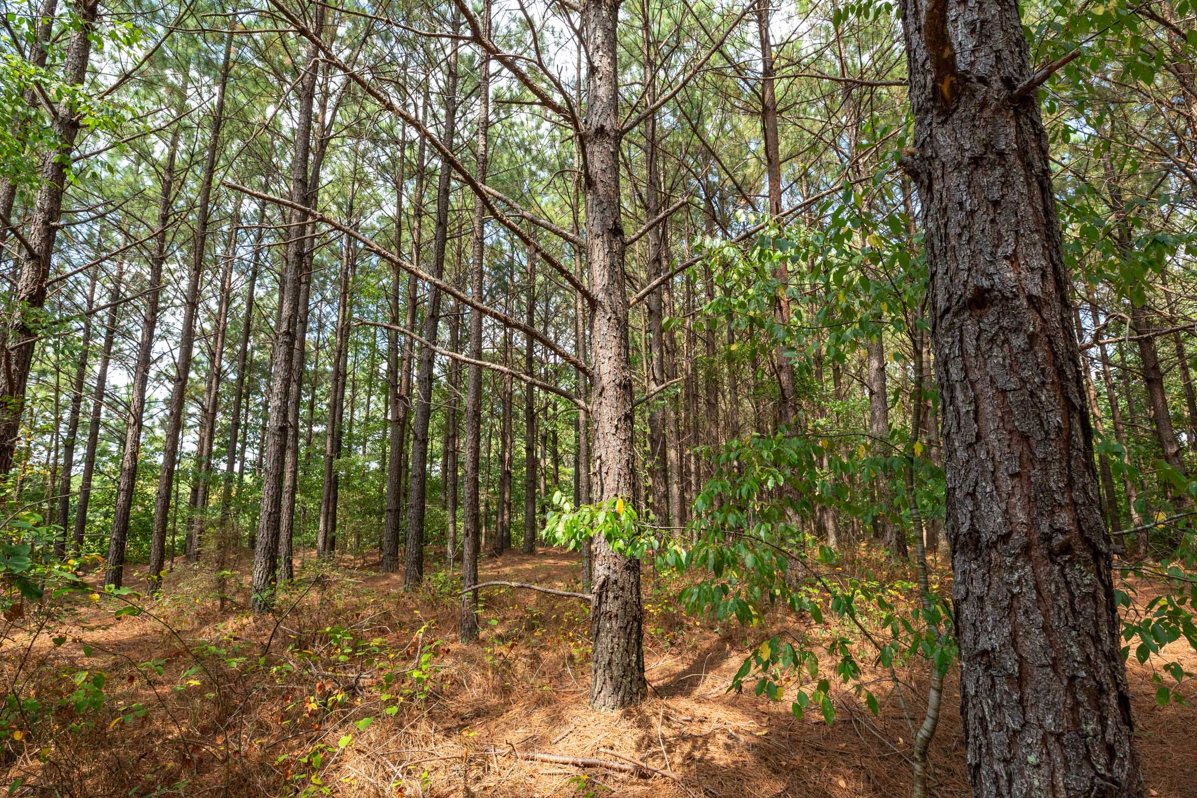 Harvest Ridge Tract 9 photo 6