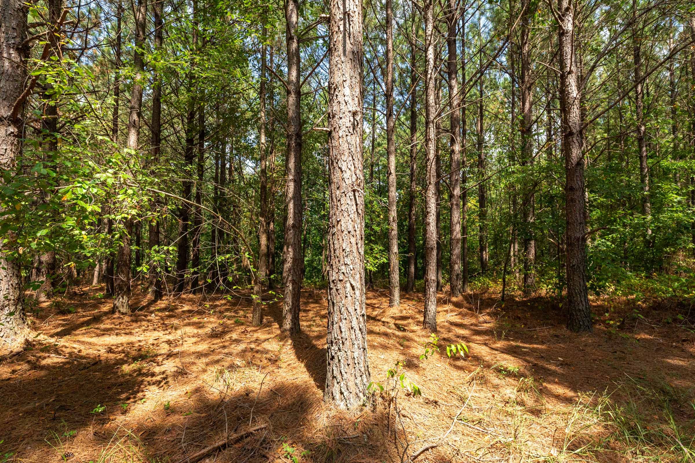 Harvest Ridge Tract 9 photo 10