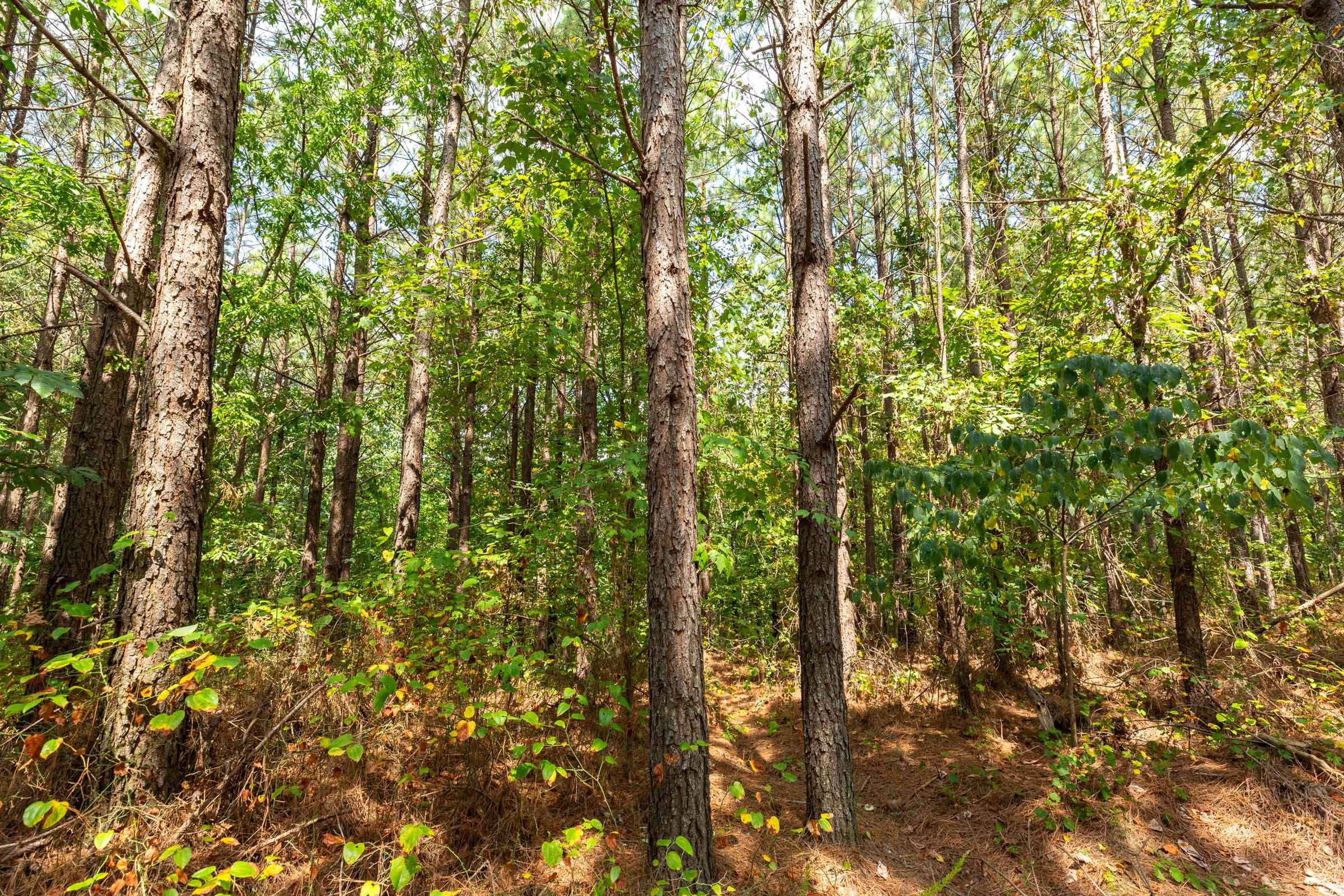 Harvest Ridge Tract 9 photo 9
