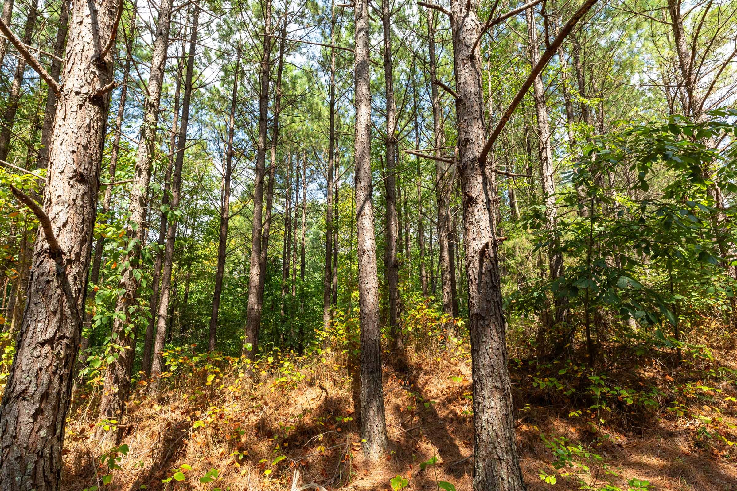 Harvest Ridge Tract 9 photo 11