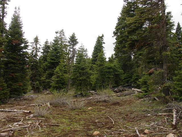 California Pines Tract 11 photo 8