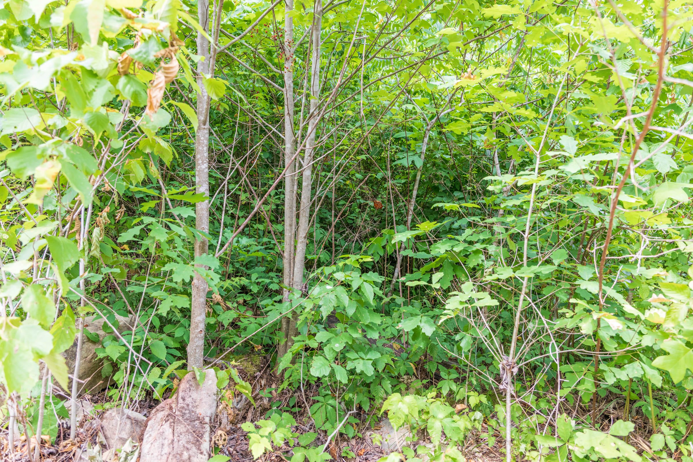 River’s Edge Tract 29 photo 4