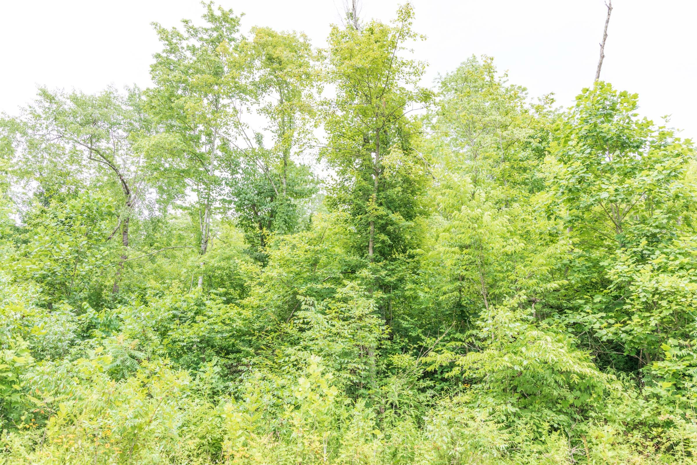 River’s Edge Tract 29 photo 6