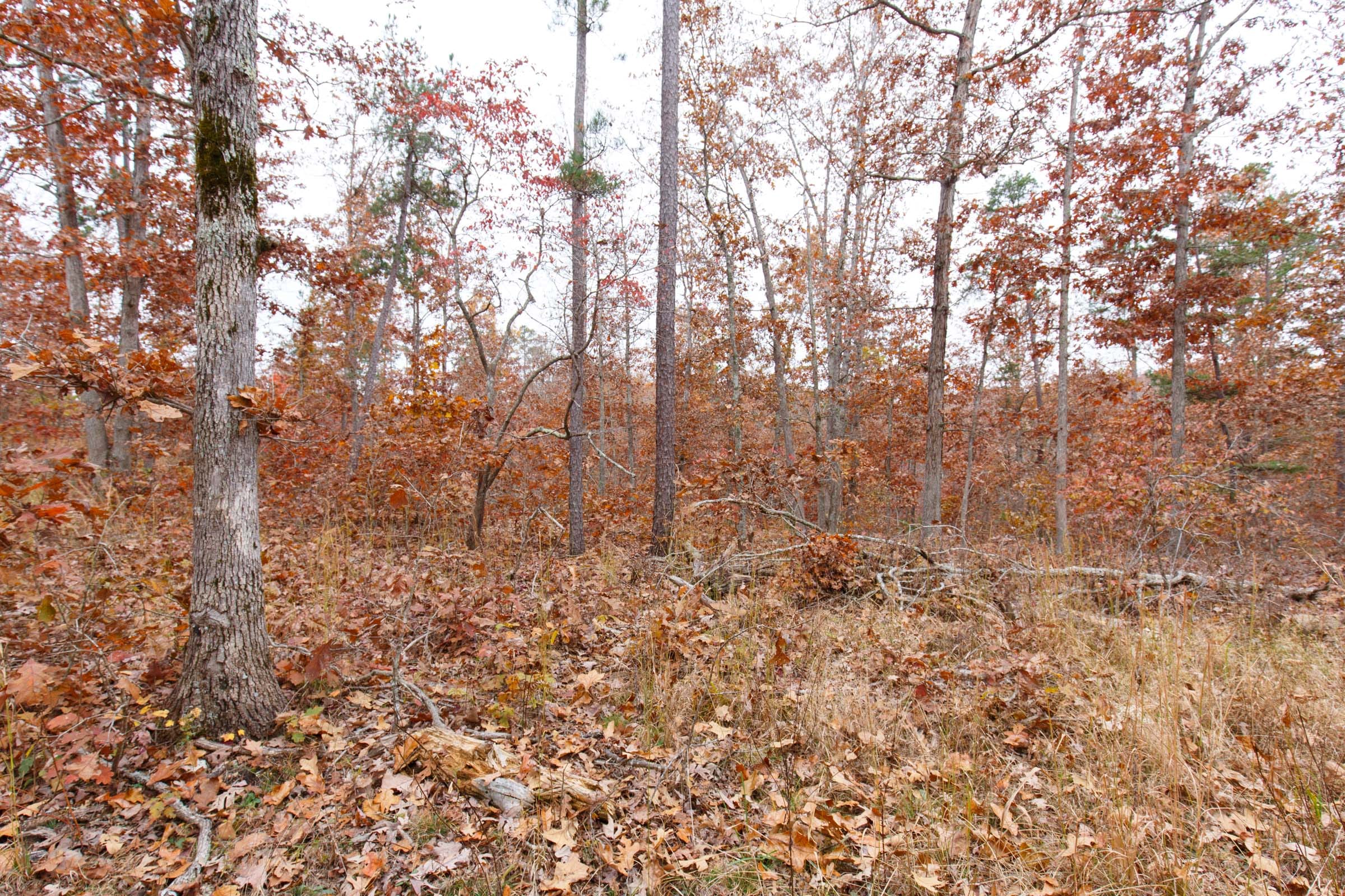 Hawkcrest Tract 24 photo 8