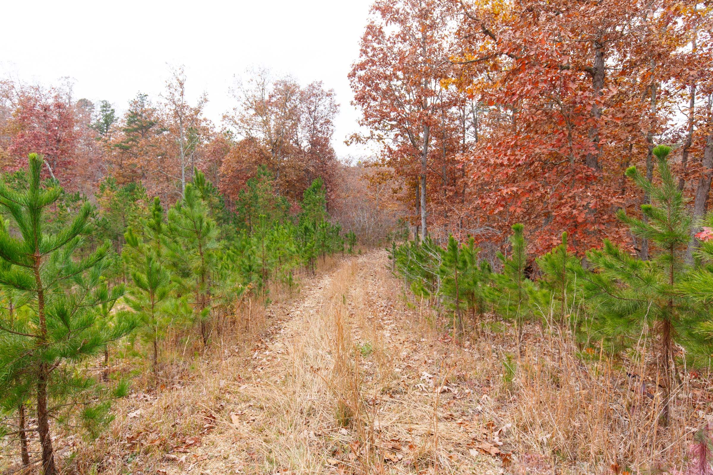 Hawkcrest Tract 24 photo 7