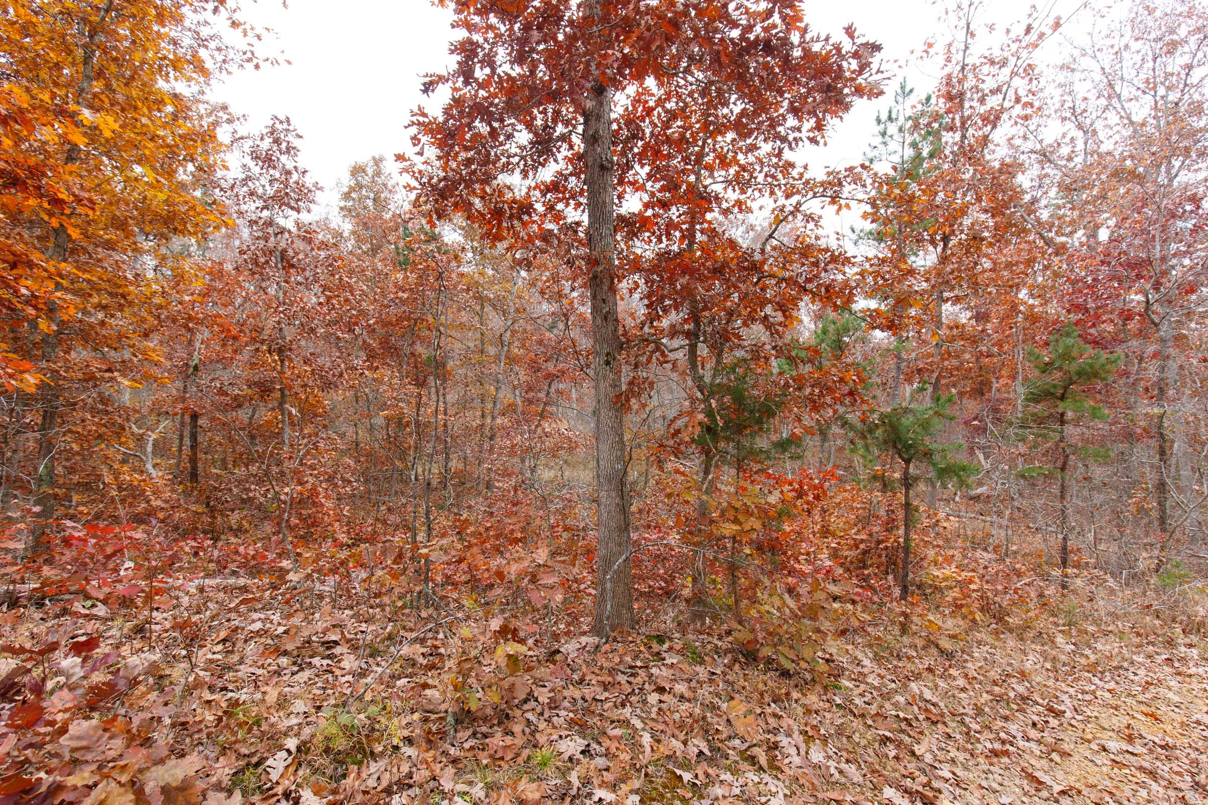 Hawkcrest Tract 24 photo 6