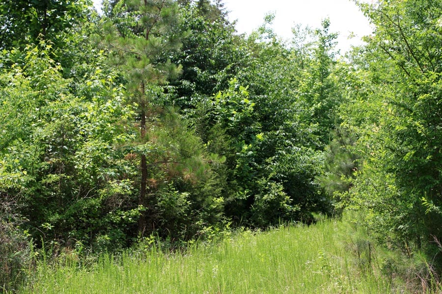 Bluebird Ranch Tract 16 photo 3