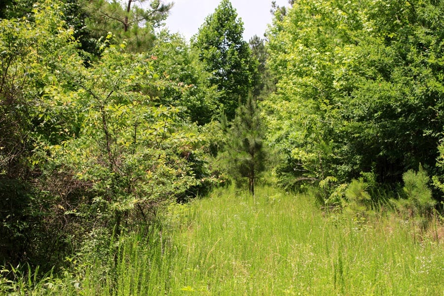 Bluebird Ranch Tract 16 photo 4