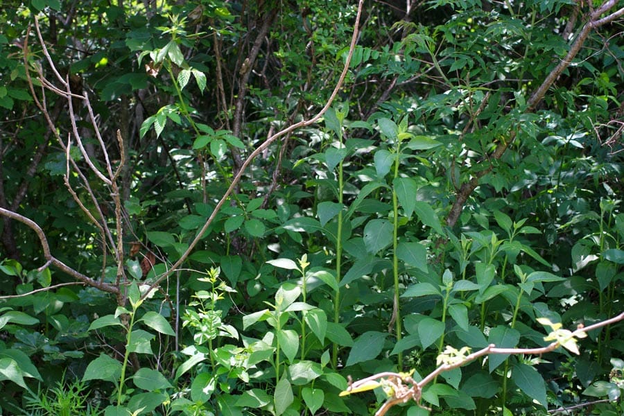 Bluebird Ranch Tract 16 photo 8