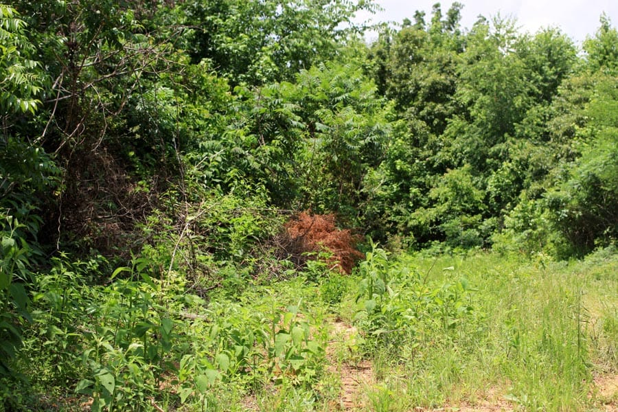 Bluebird Ranch Tract 16 photo 9