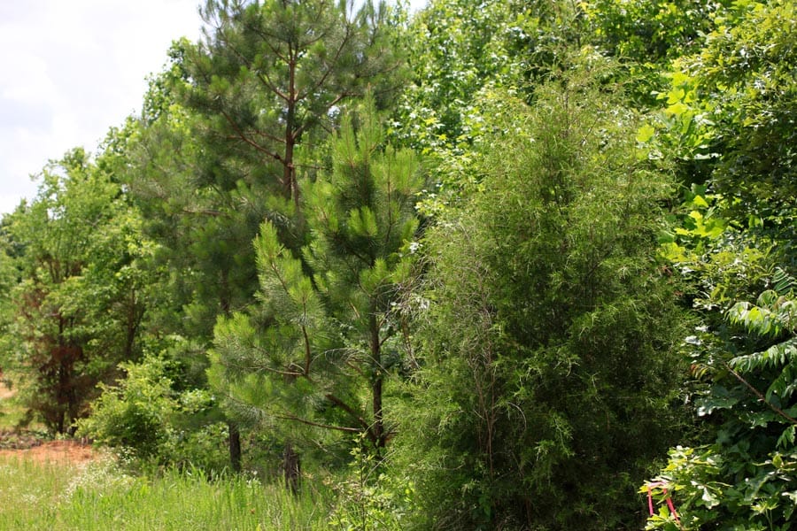 Bluebird Ranch Tract 16 photo 11