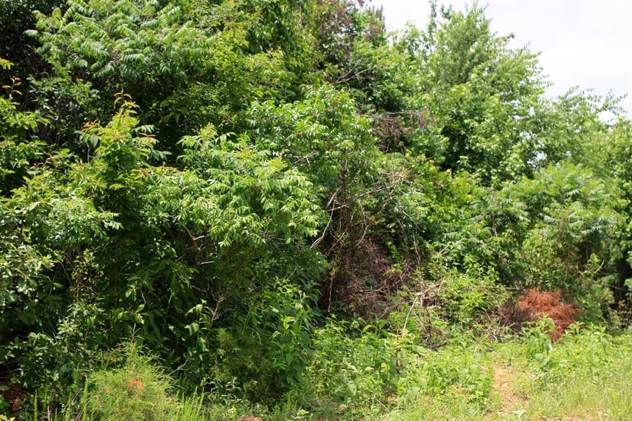 Bluebird Ranch Tract 16 photo 12
