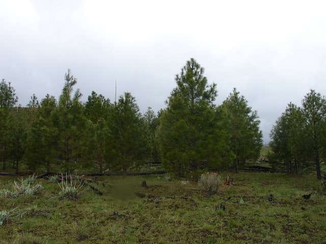 California Pines Tract 2 photo 1