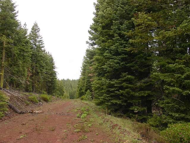 California Pines Tract 2 photo 5