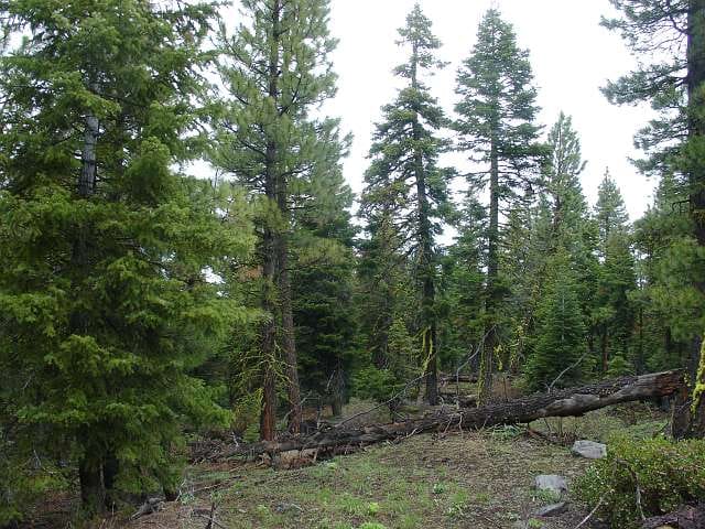 California Pines Tract 2 photo 7