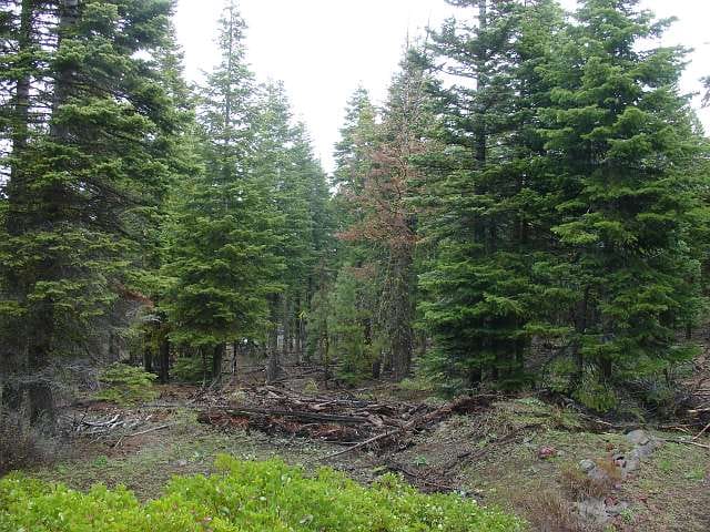 California Pines Tract 2 photo 8