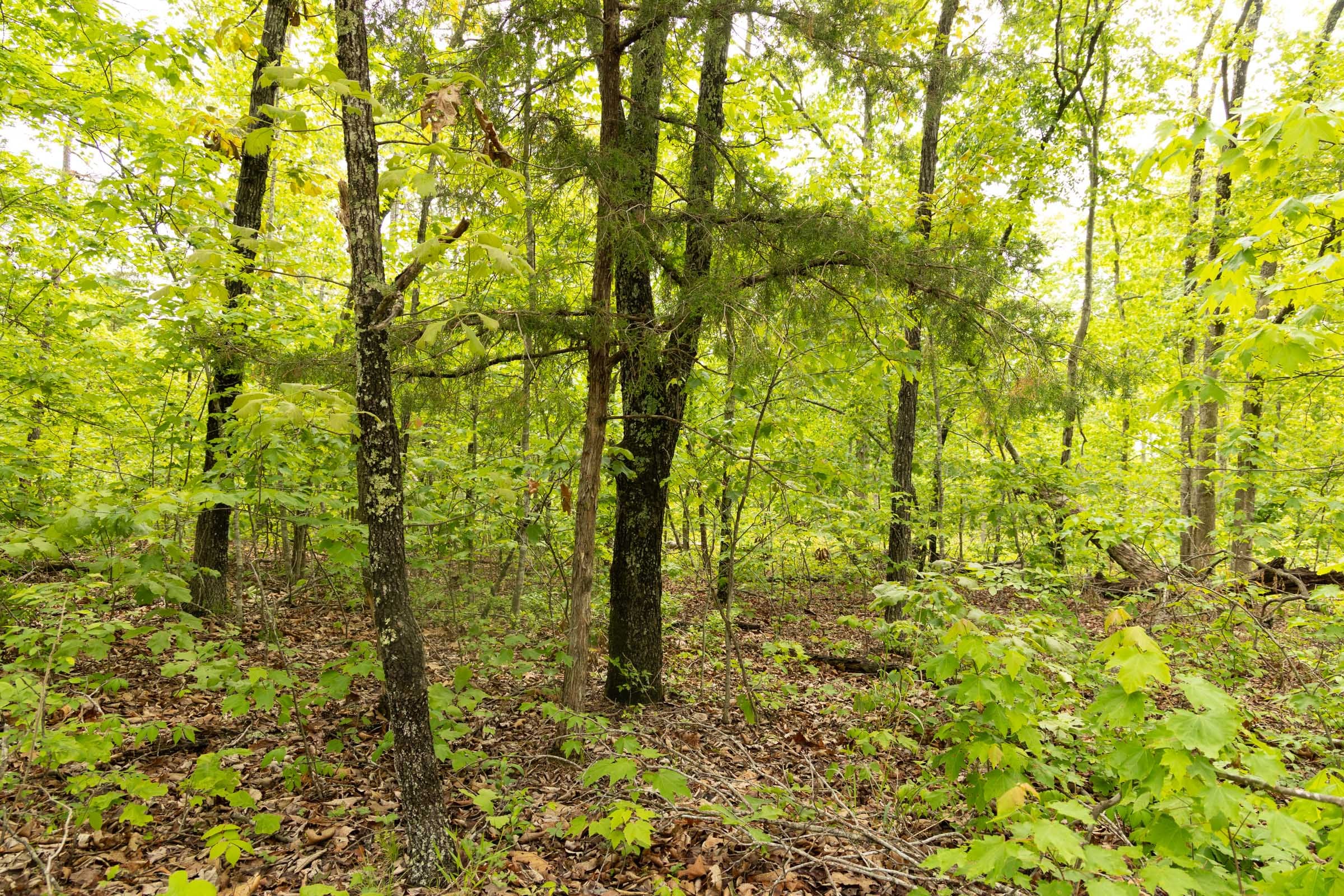 Stardust Estates Tract 24 photo 3