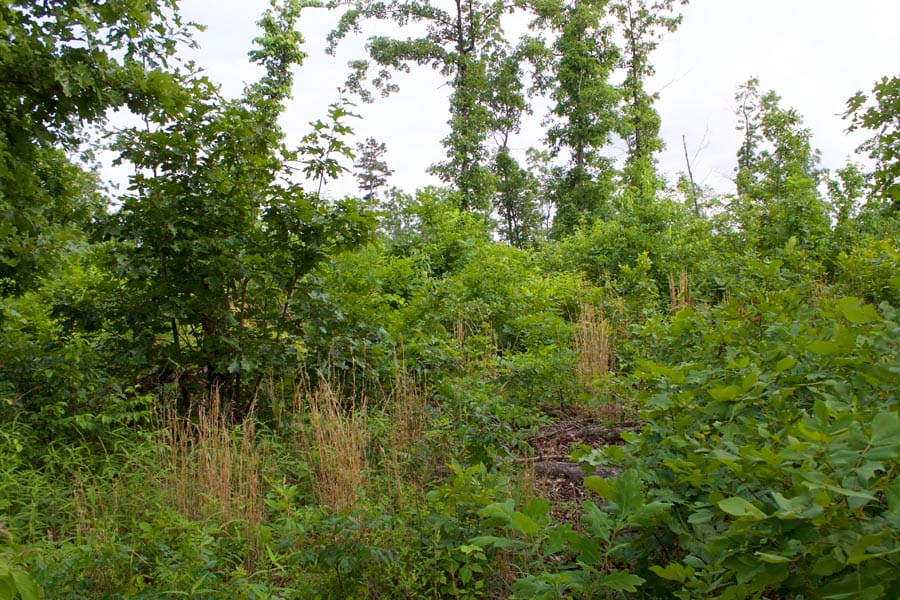 Thunder Mountain Ranch Tract 12 photo 2